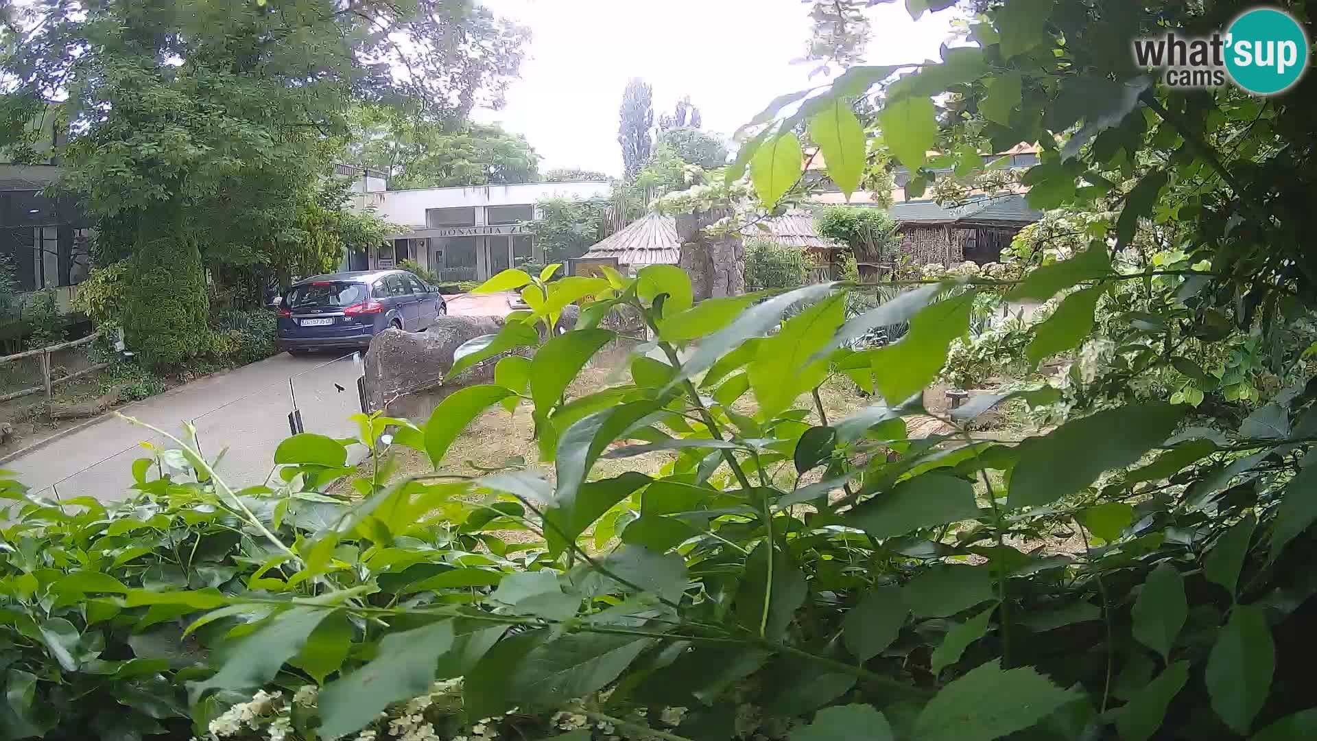 Zoo Zagreb – Surikate