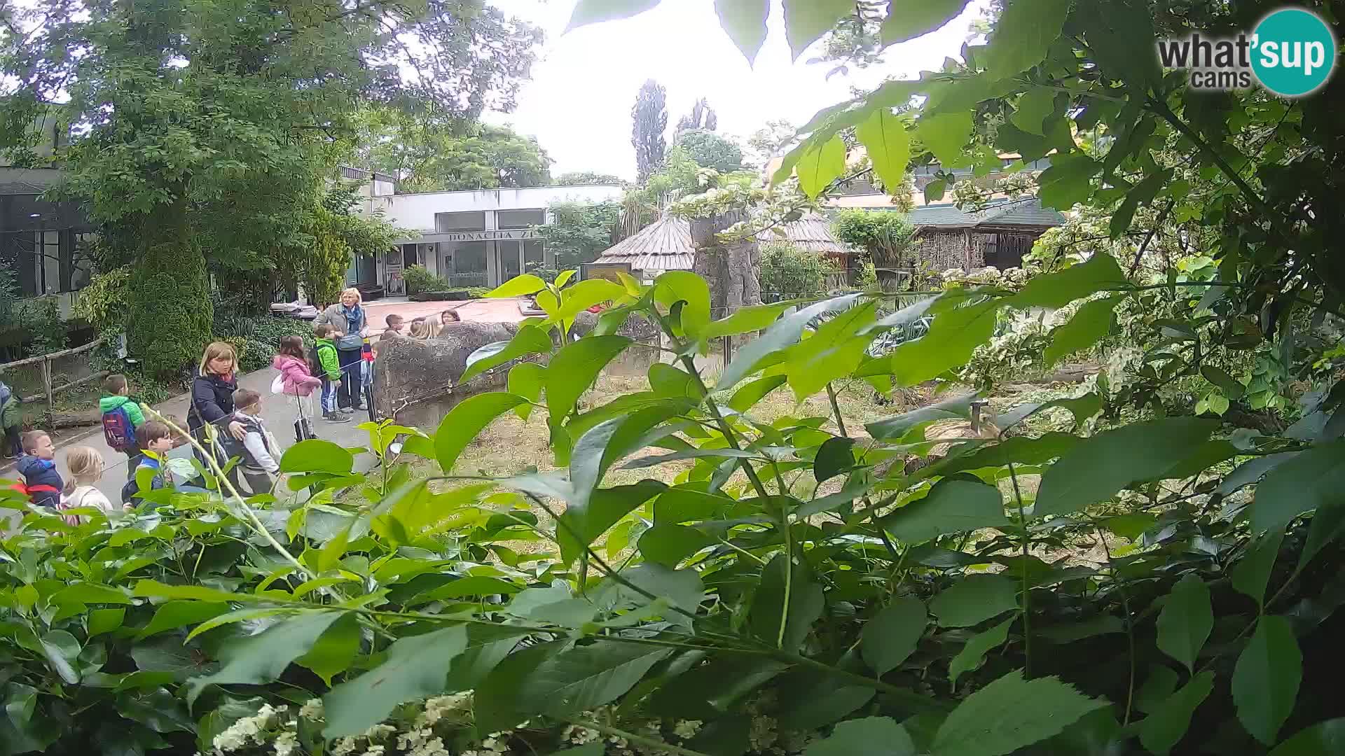 Zoo Zagreb – Meerkat (Suricate)