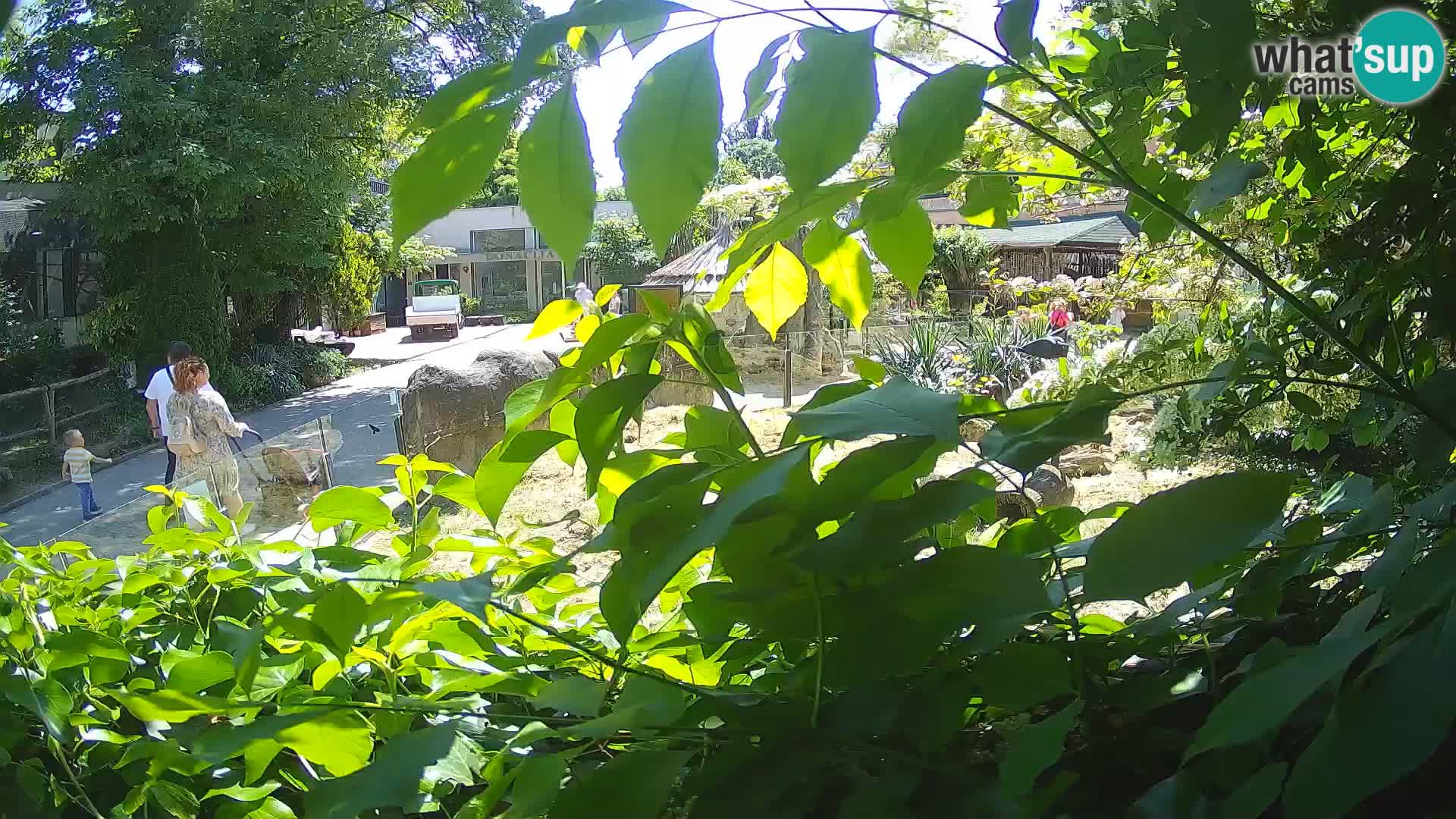 Zoo Zagreb – Suricata