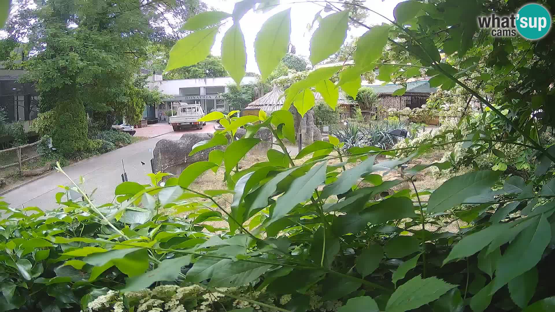 Zoo Zagreb – Surikate