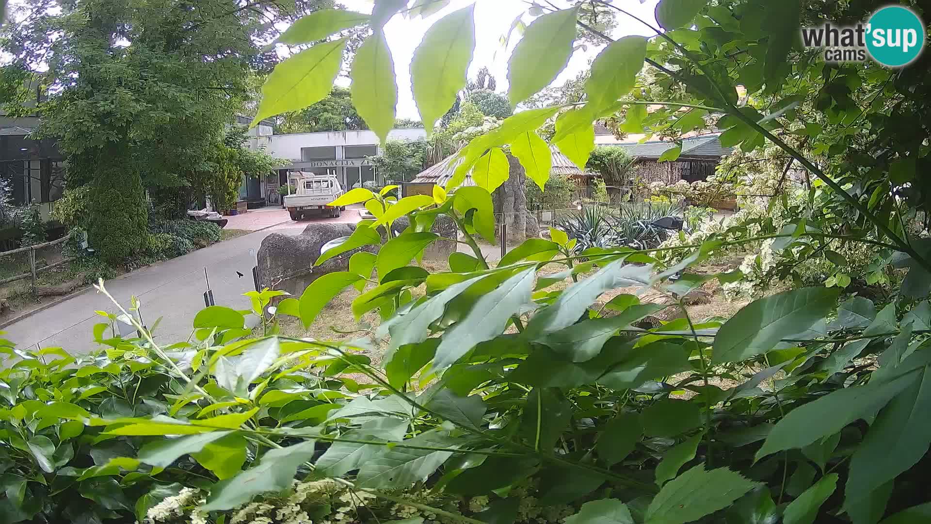 Zoo Zagreb – Erdmännchen