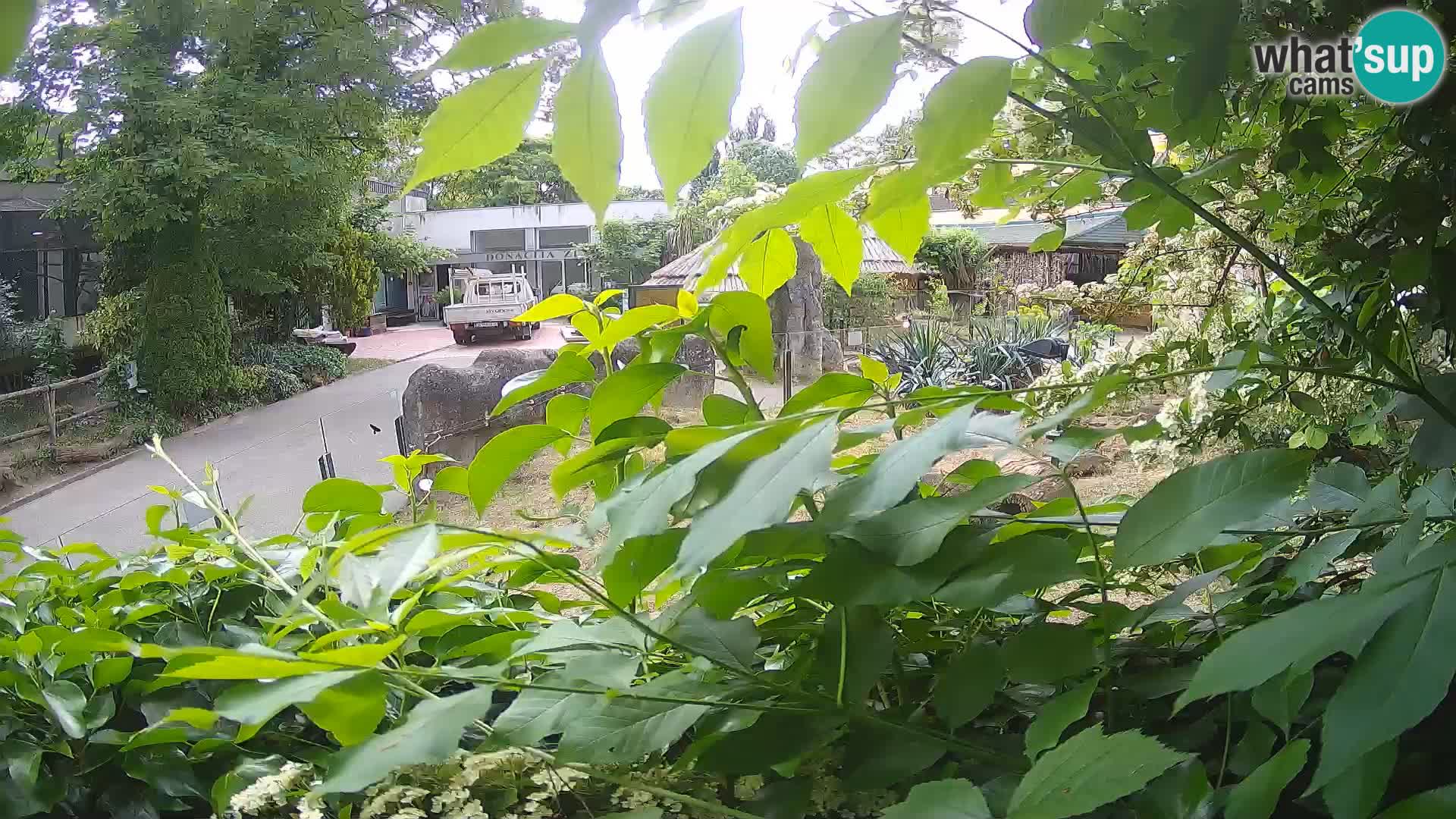 Zoo Zagreb – Surikate