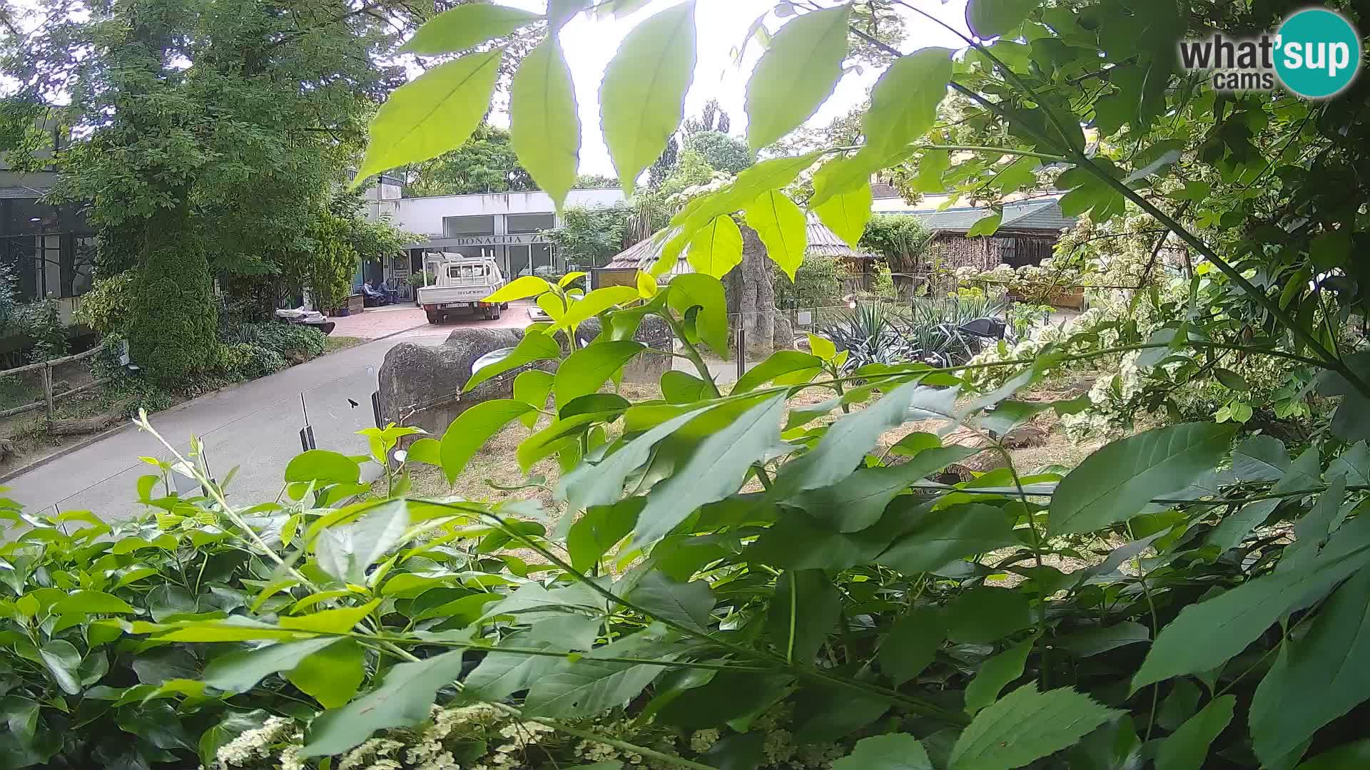 Zoo Zagreb – Surikate