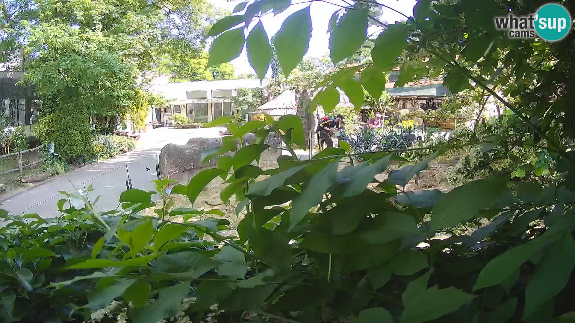 Zoo Zagreb – Merkat