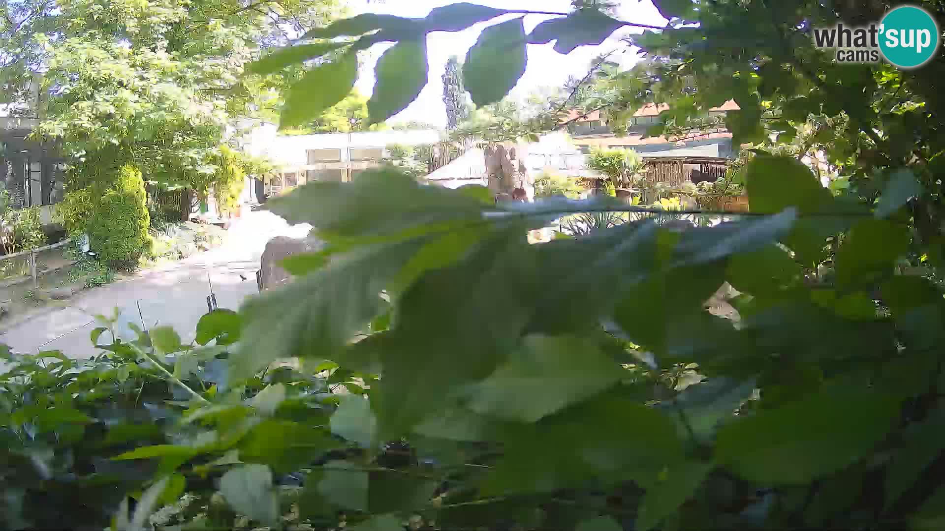 Zoo Zagreb – Erdmännchen