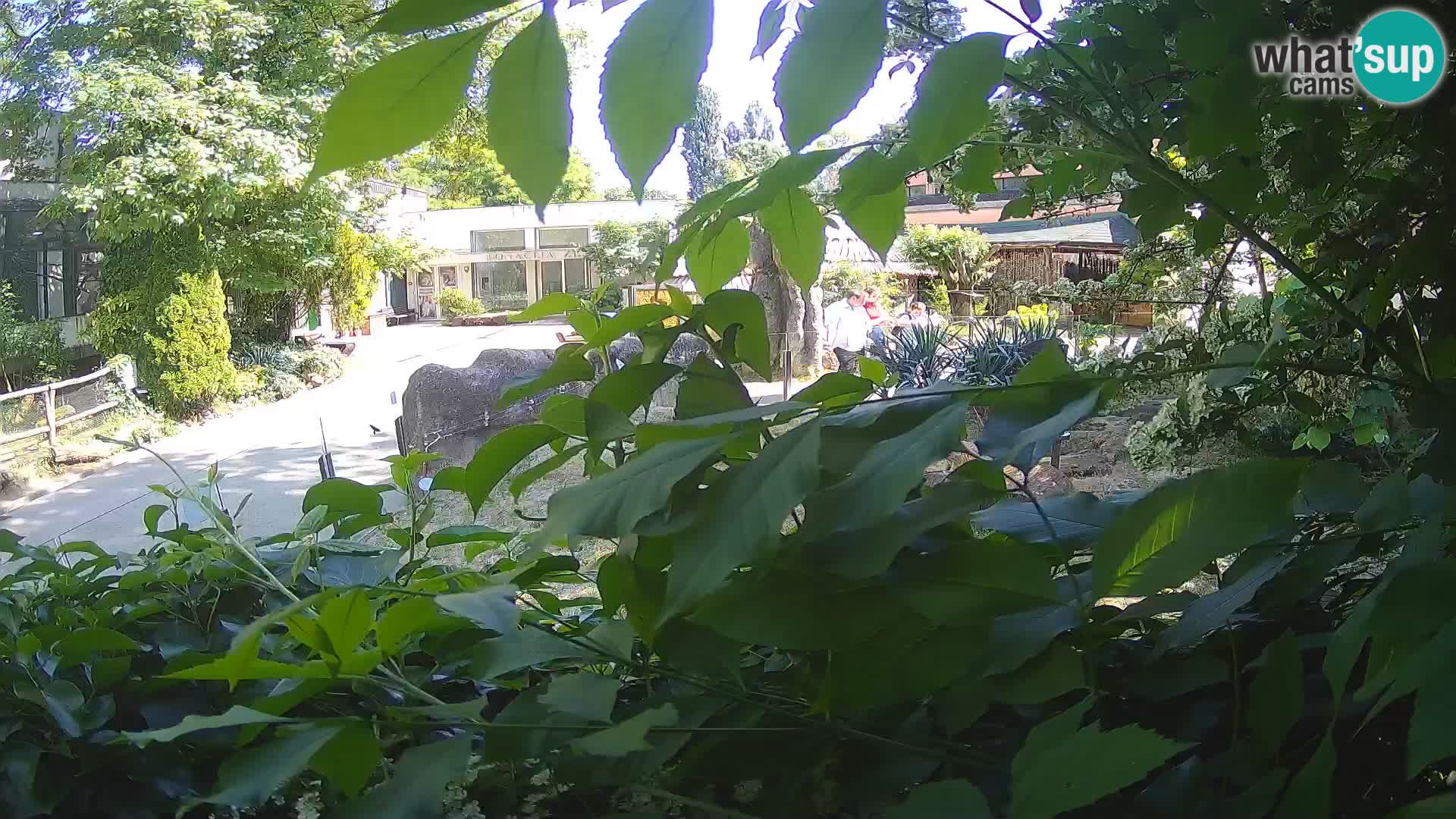 Zoo Zagreb – Merkat
