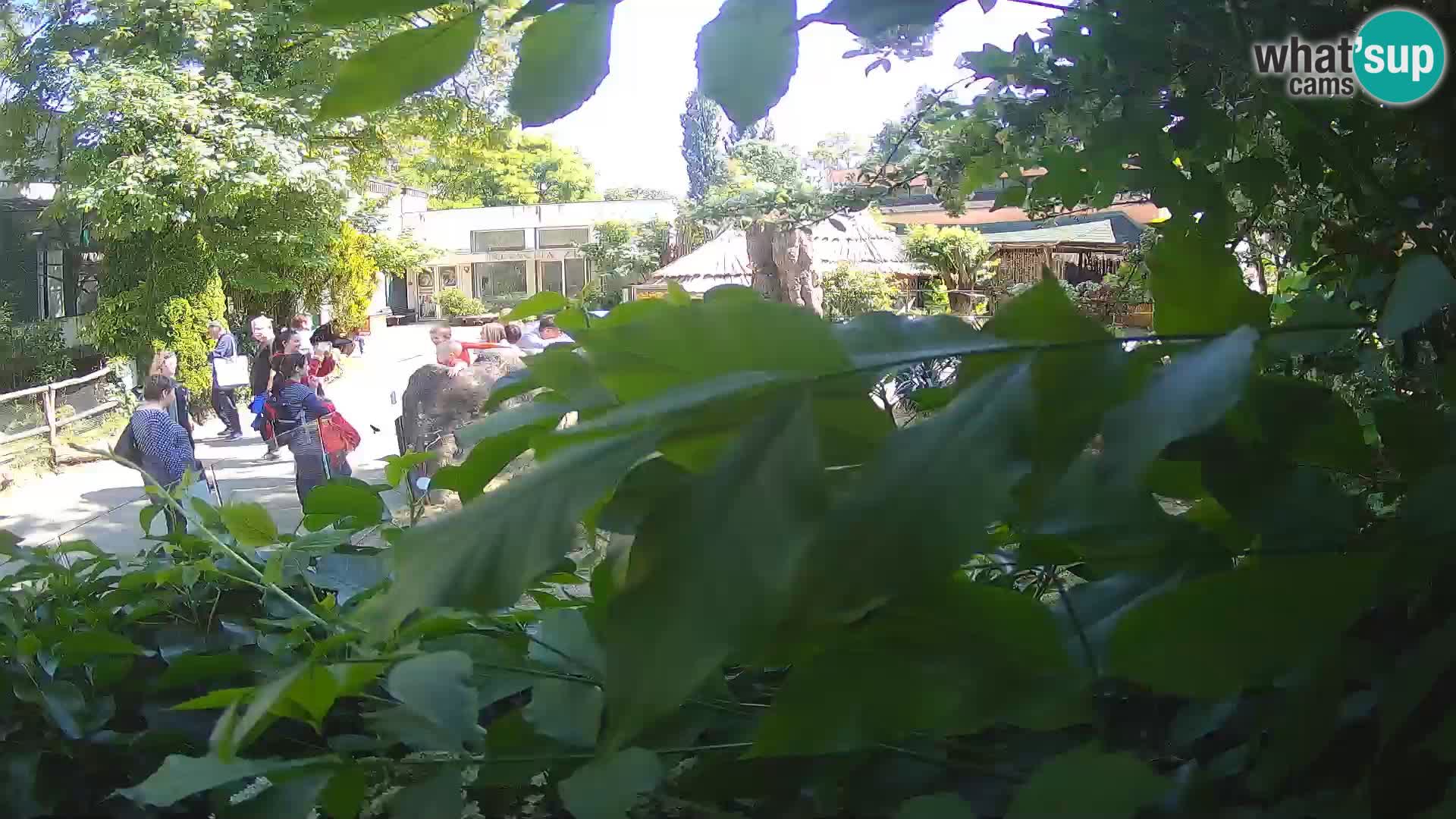Zoo Zagreb – Erdmännchen