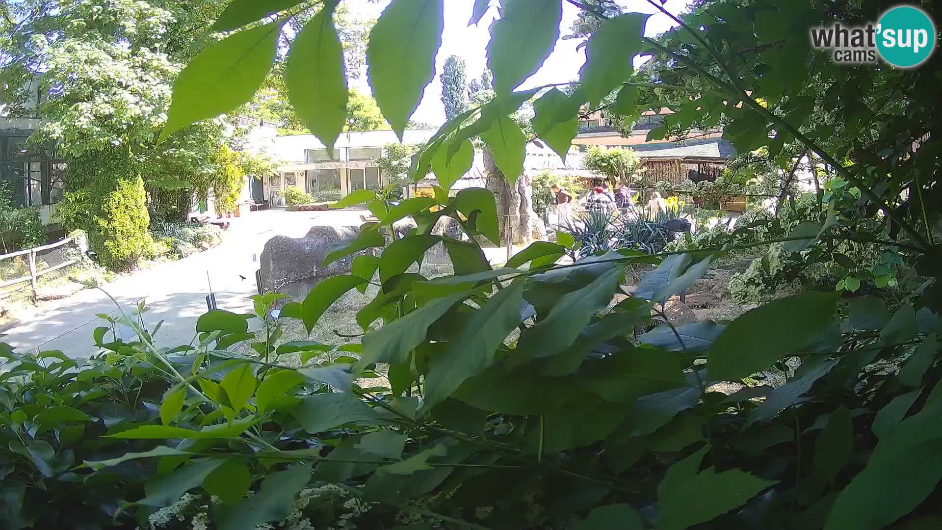 Zoo Zagreb – Merkat