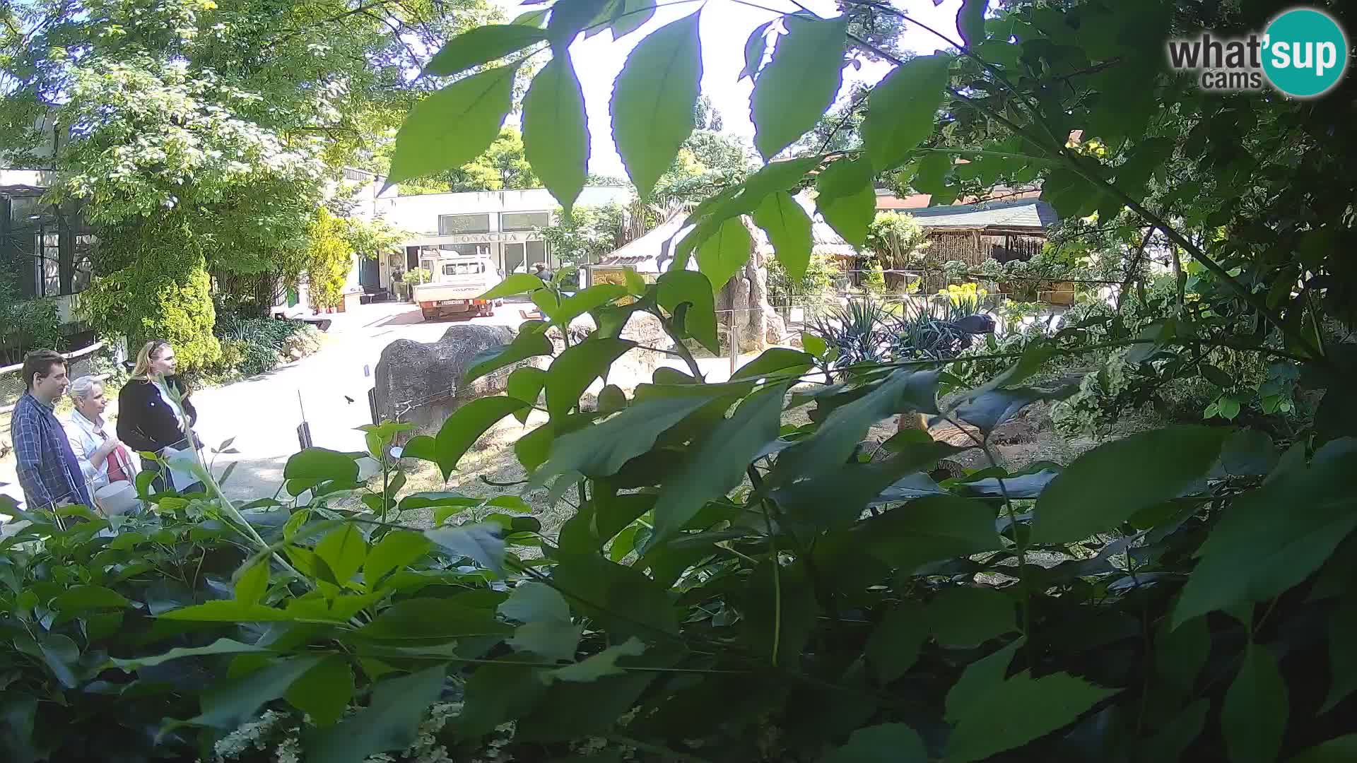 Zoo Zagreb – Erdmännchen