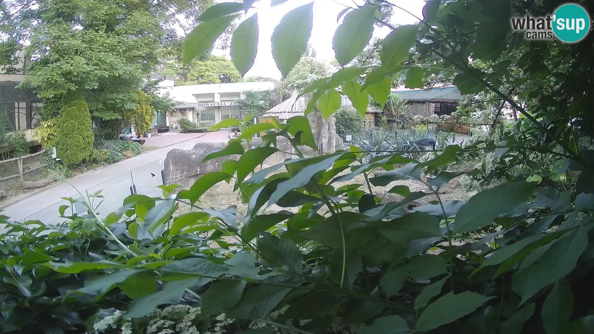 Zoo Zagreb – Suricate