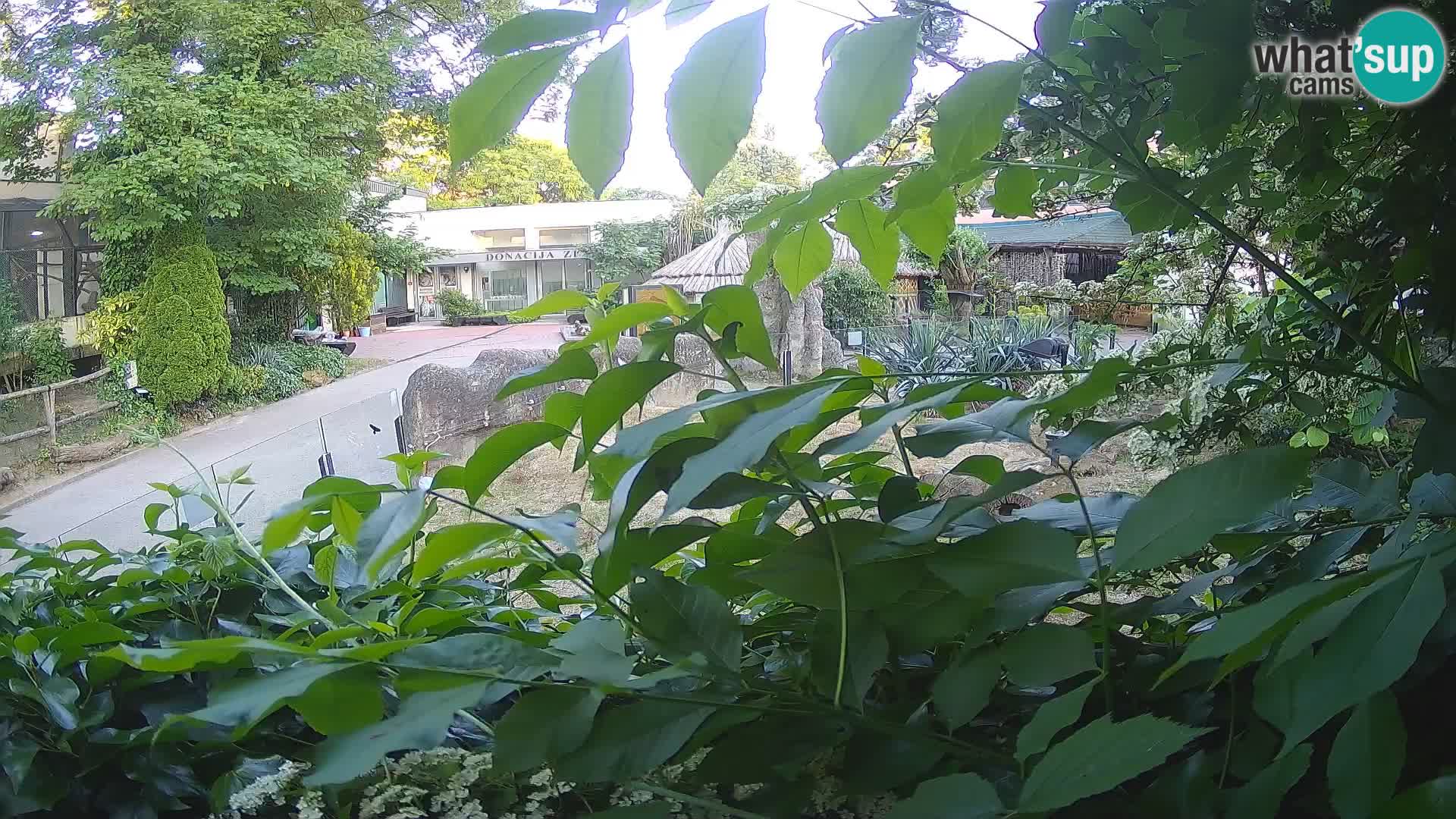 Zoo Zagreb – Meerkat (Suricate)
