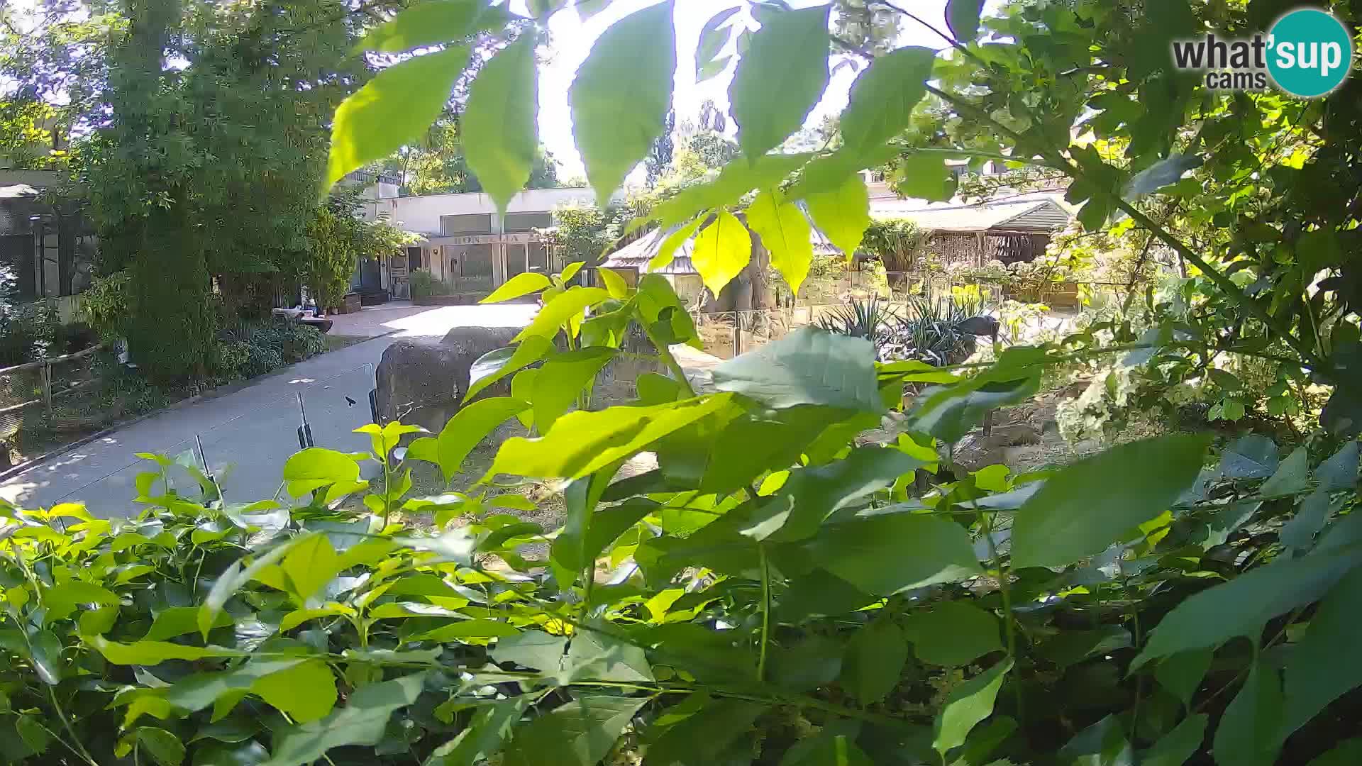 Zoo Zagreb – Surikate