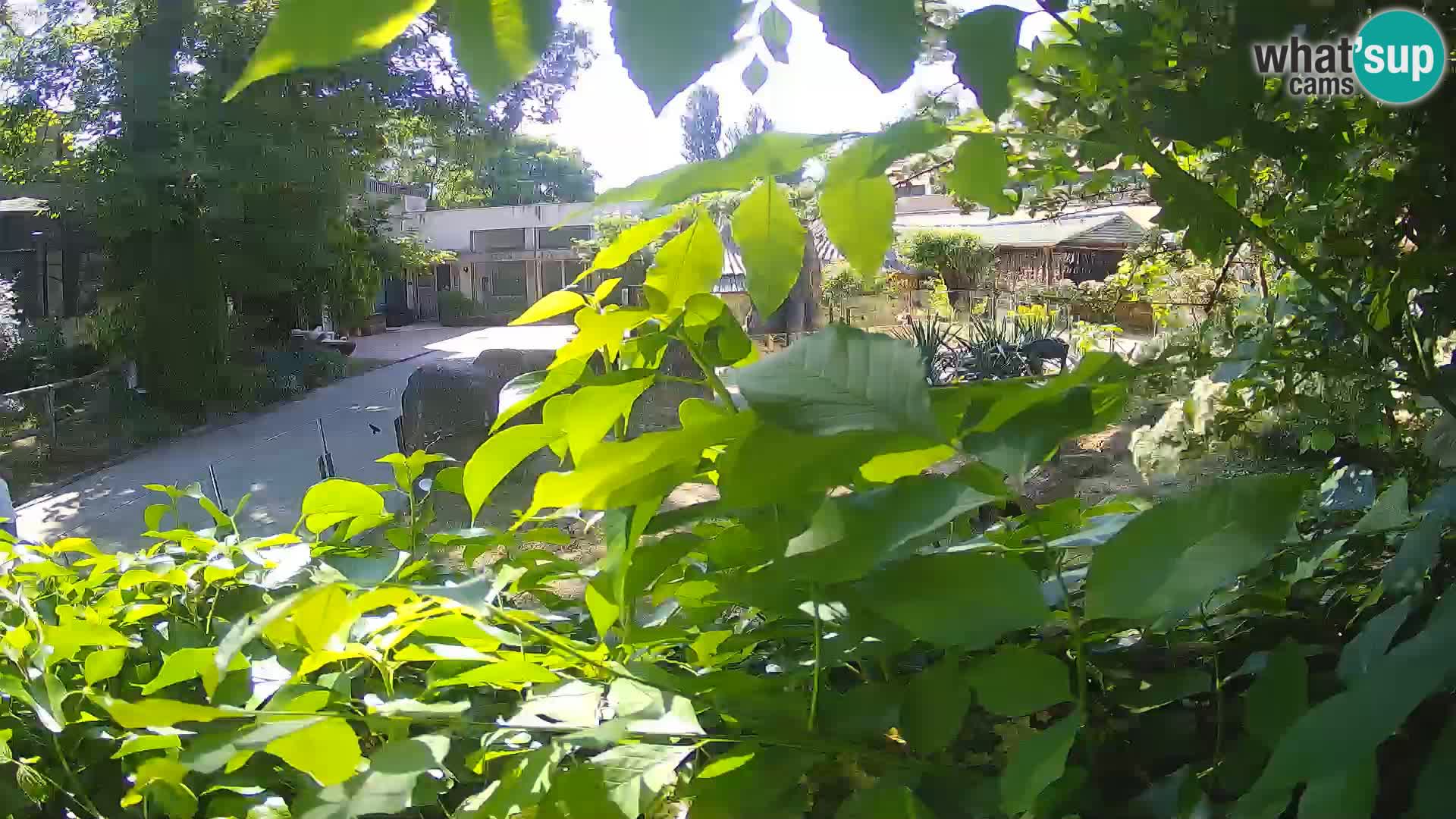 Zoo Zagreb – Surikate