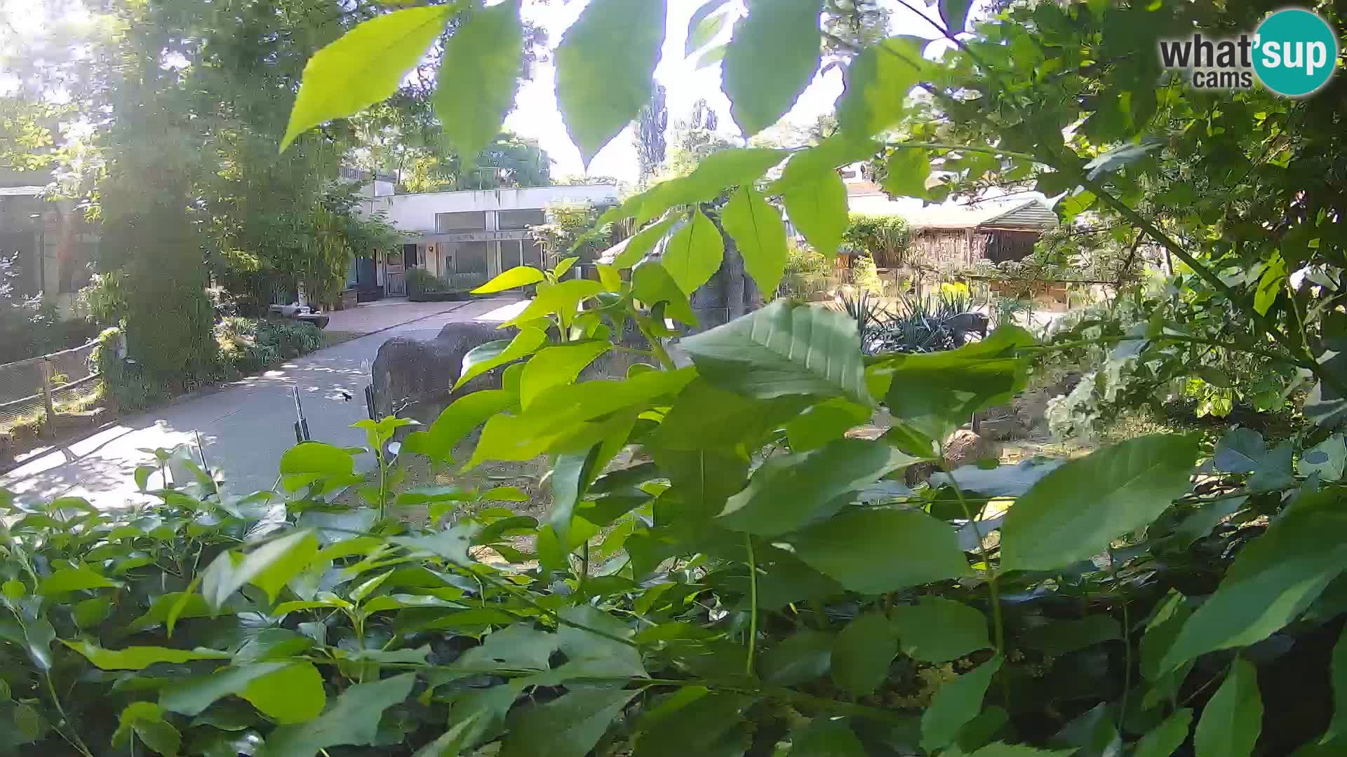 Zoo Zagreb – Suricata