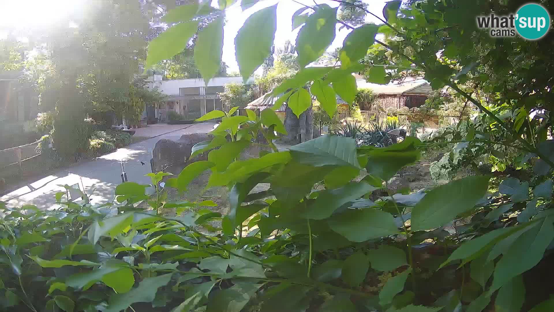 Zoo Zagreb – Merkat