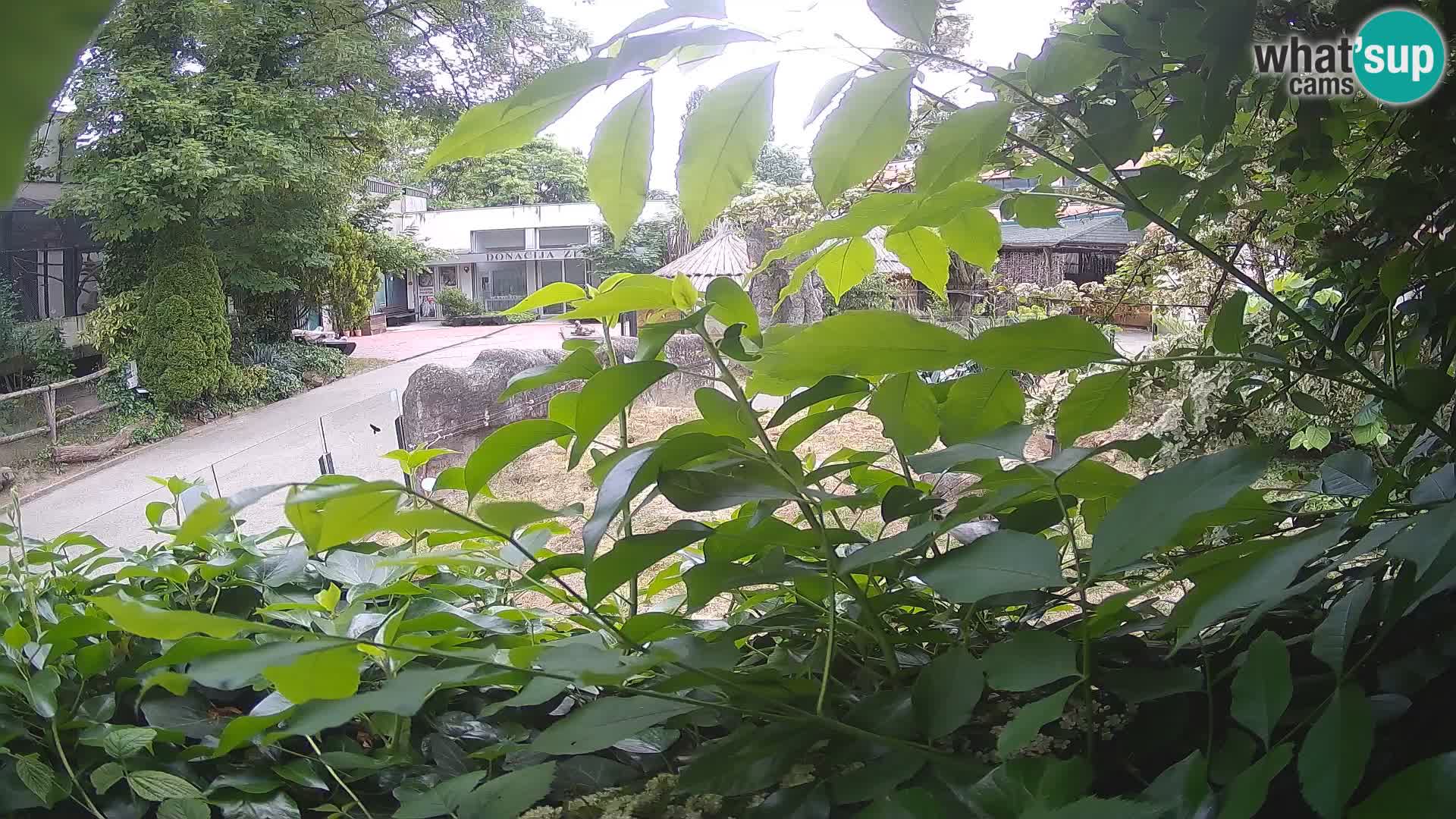 Zoo Zagreb – Surikate