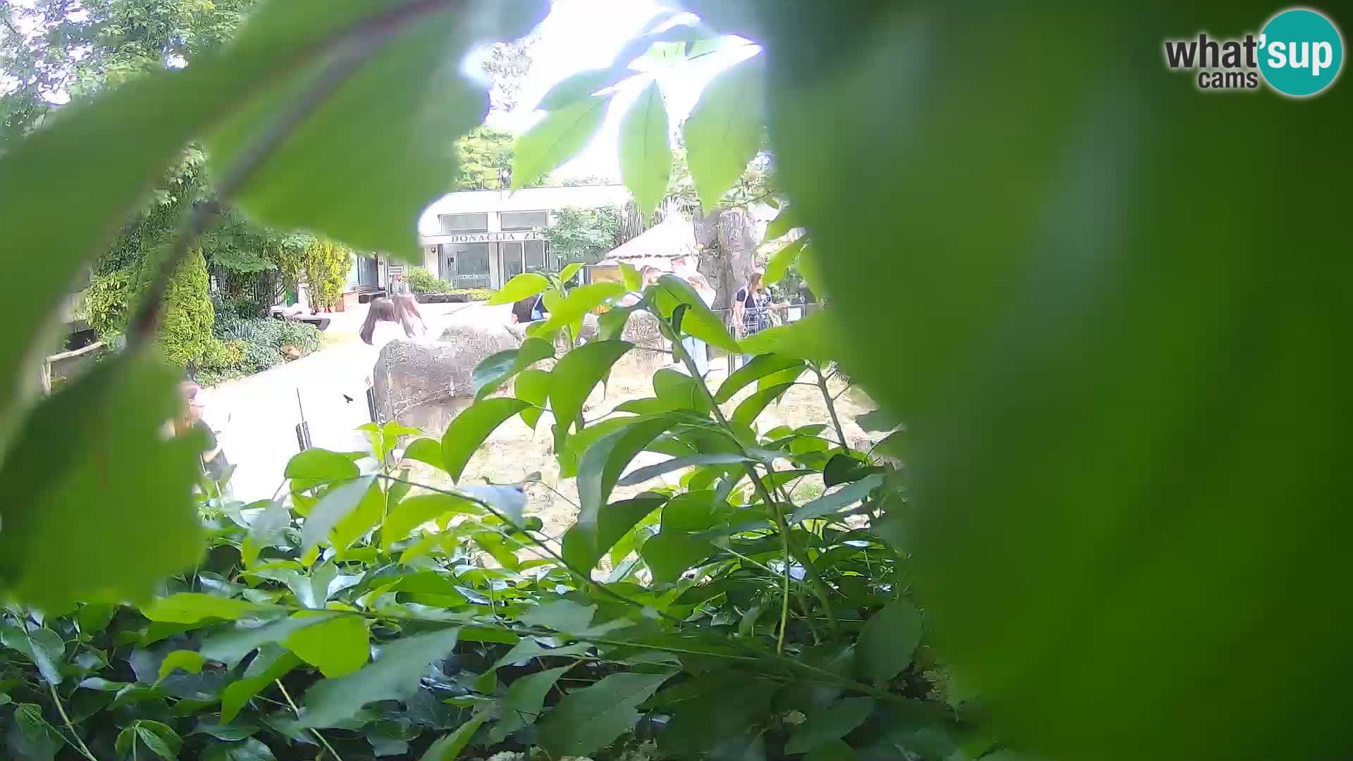 Zoo Zagreb – Erdmännchen