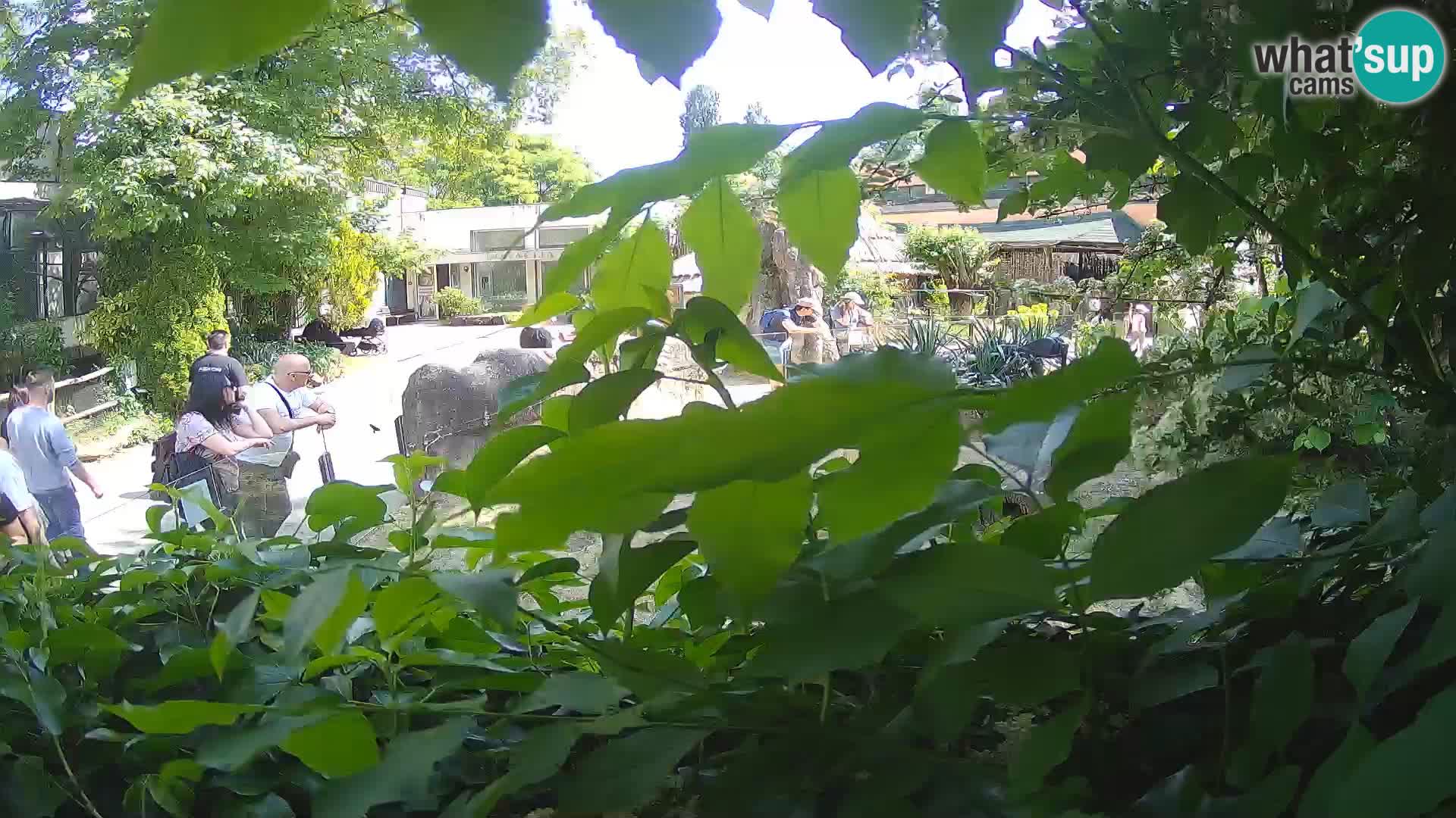 Zoo Zagreb – Surikate