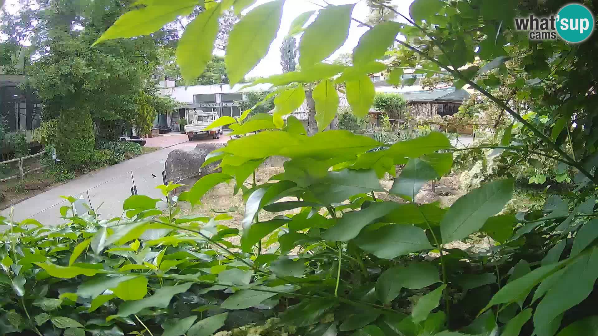 Zoo Zagreb – Surikate