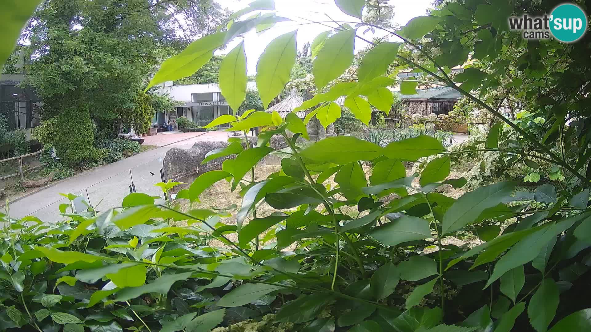 Zoo Zagreb – Suricata