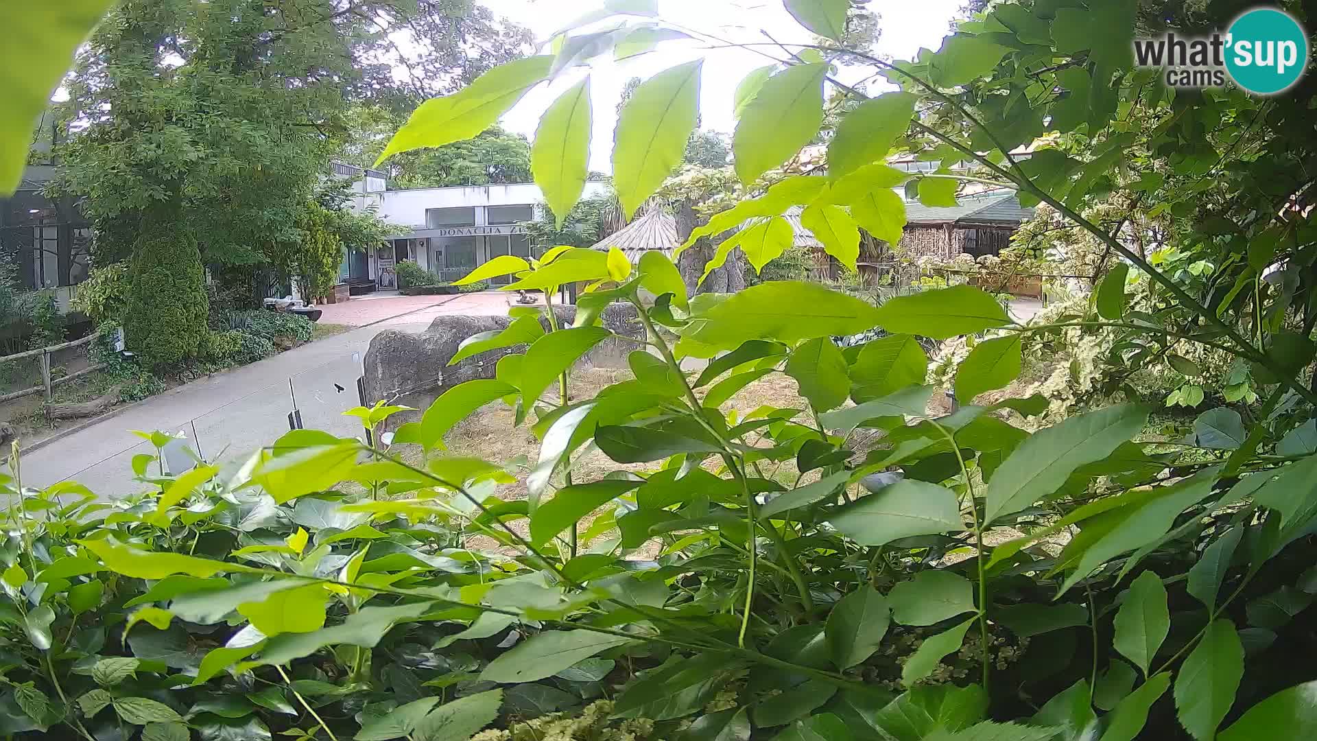 Zoo Zagreb – Surikate