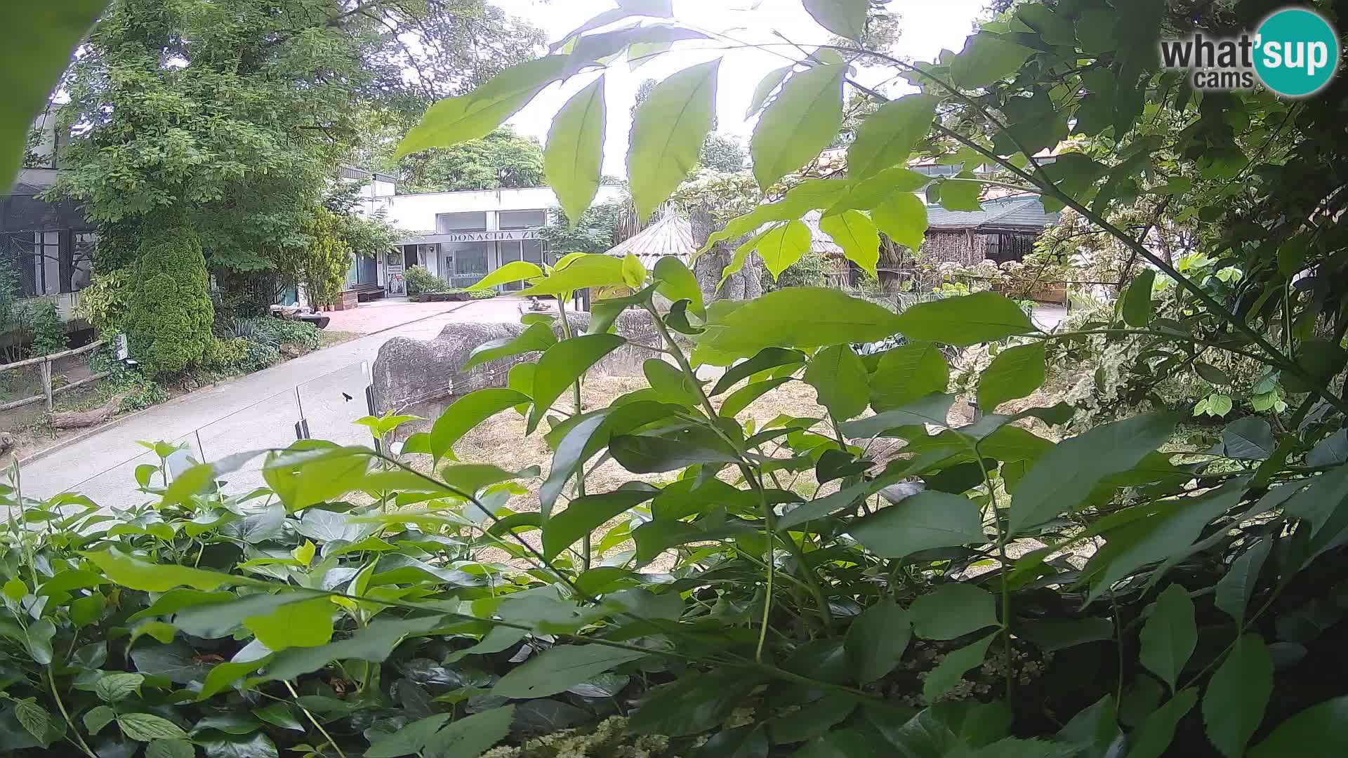 Zoo Zagreb – Surikate
