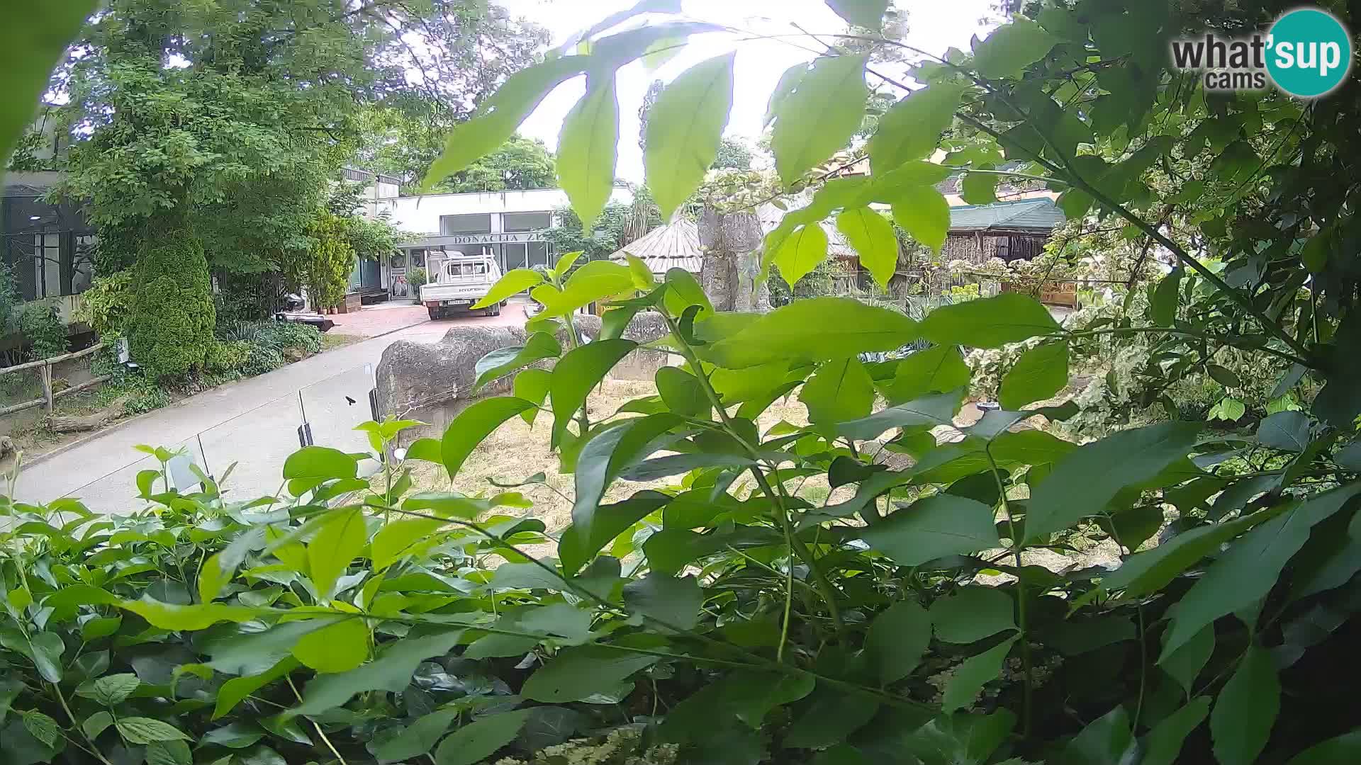 Zoo Zagreb – Suricata