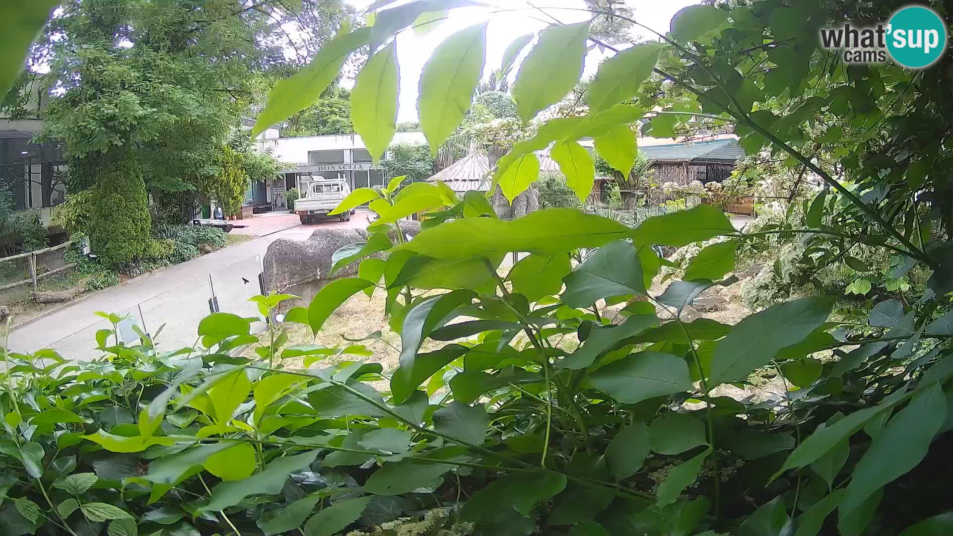 Zoo Zagreb – Erdmännchen