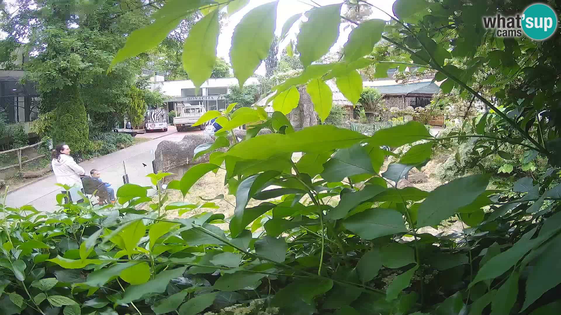 Zoo Zagreb – Erdmännchen
