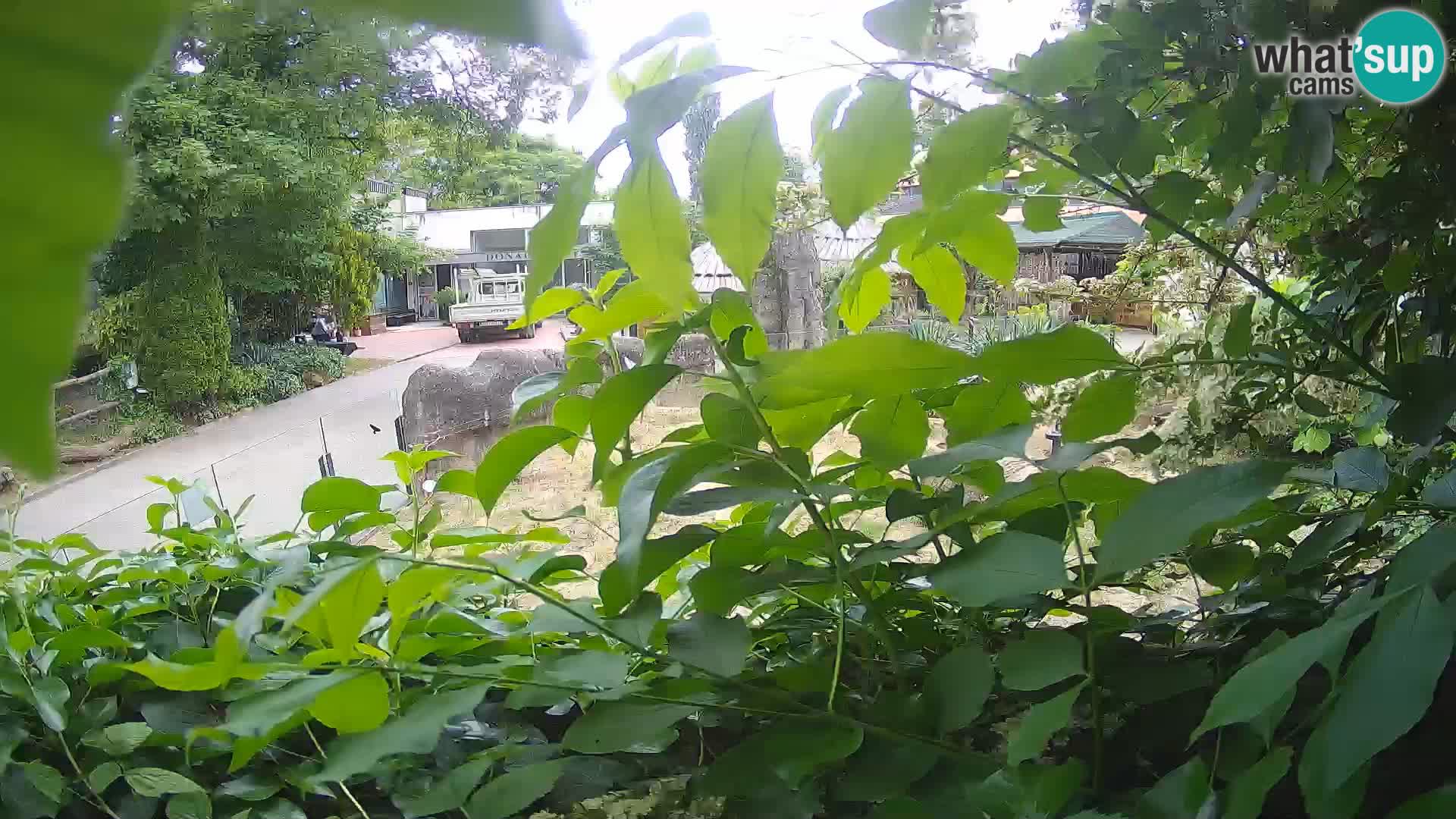 Zoo Zagreb – Suricate