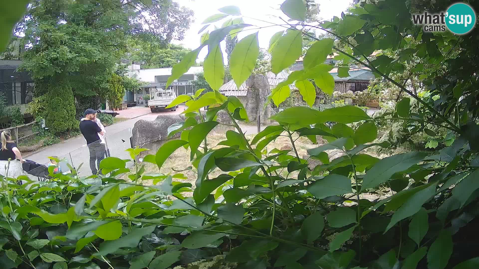 Zoo Zagreb – Surikate