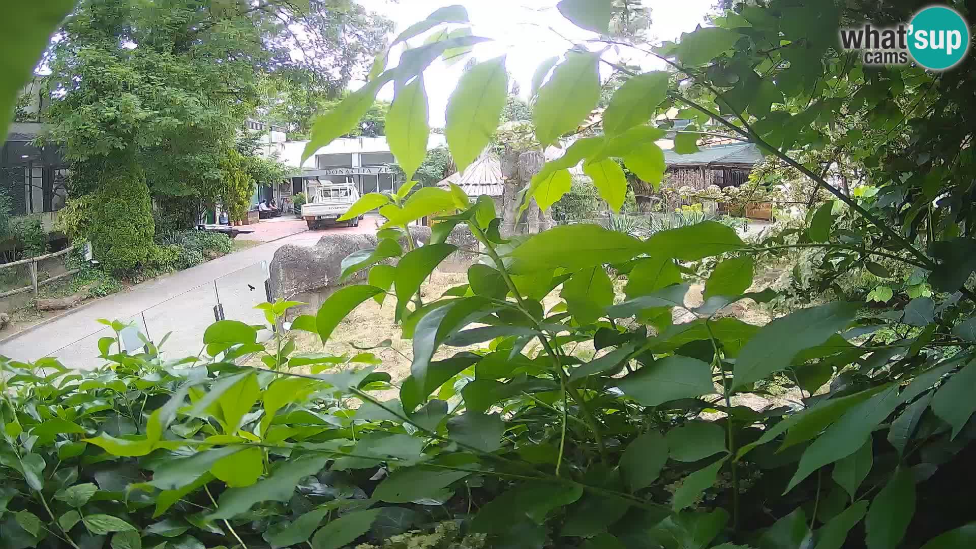 Zoo Zagreb – Merkat