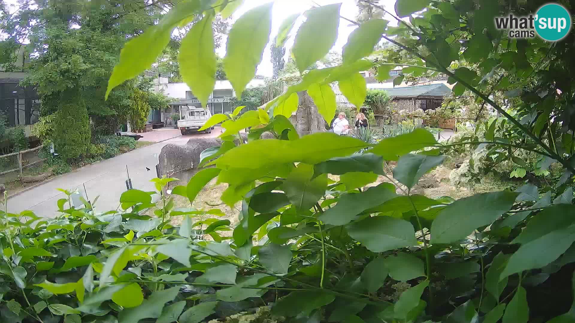 Zoo Zagreb – Erdmännchen