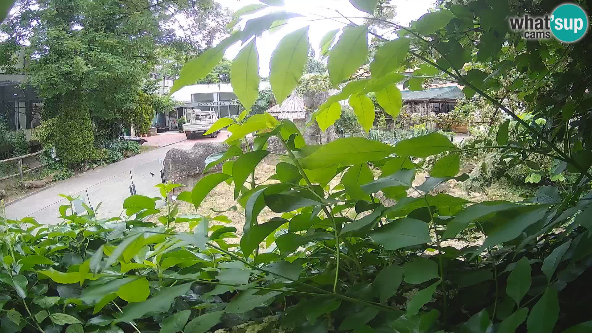 Zoo Zagreb – Suricate