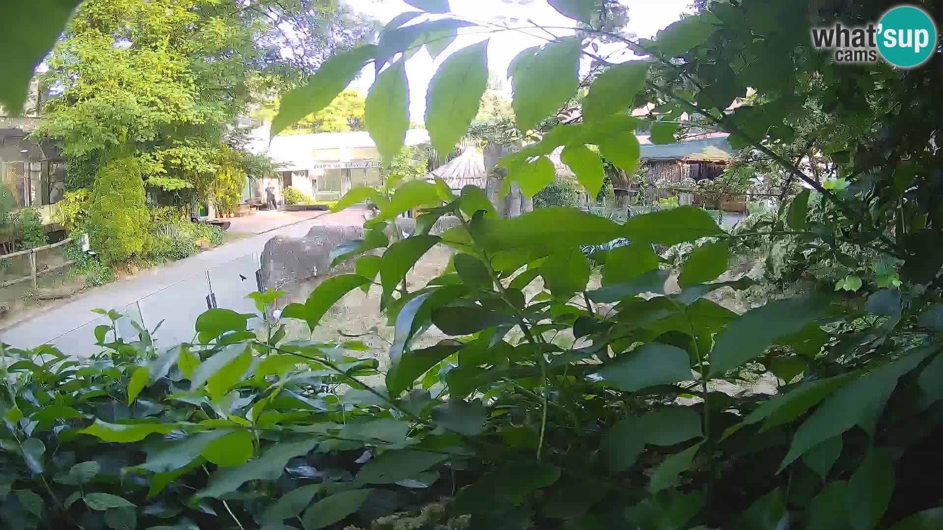 Zoo Zagreb – Merkat