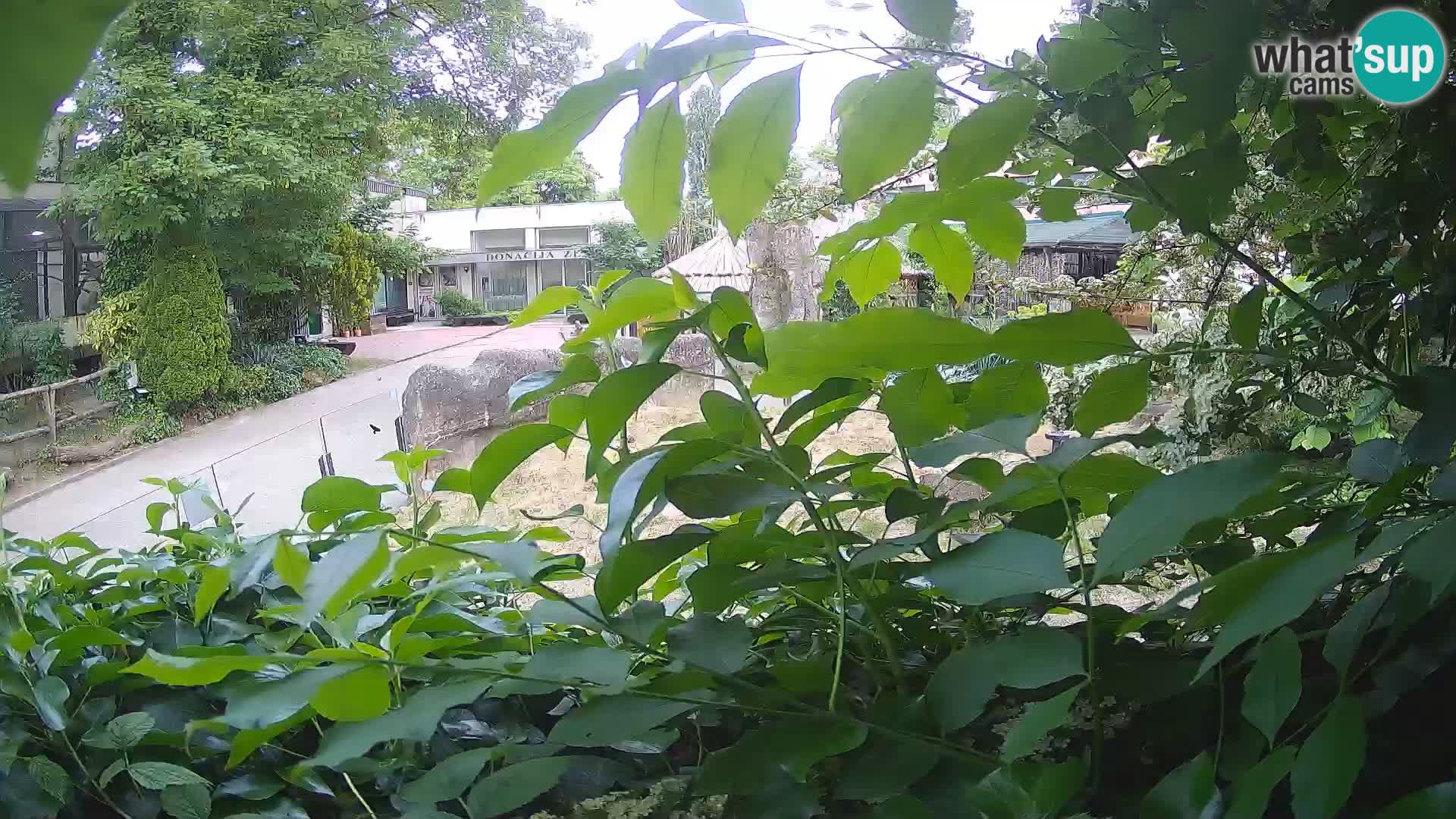Zoo Zagreb – Erdmännchen