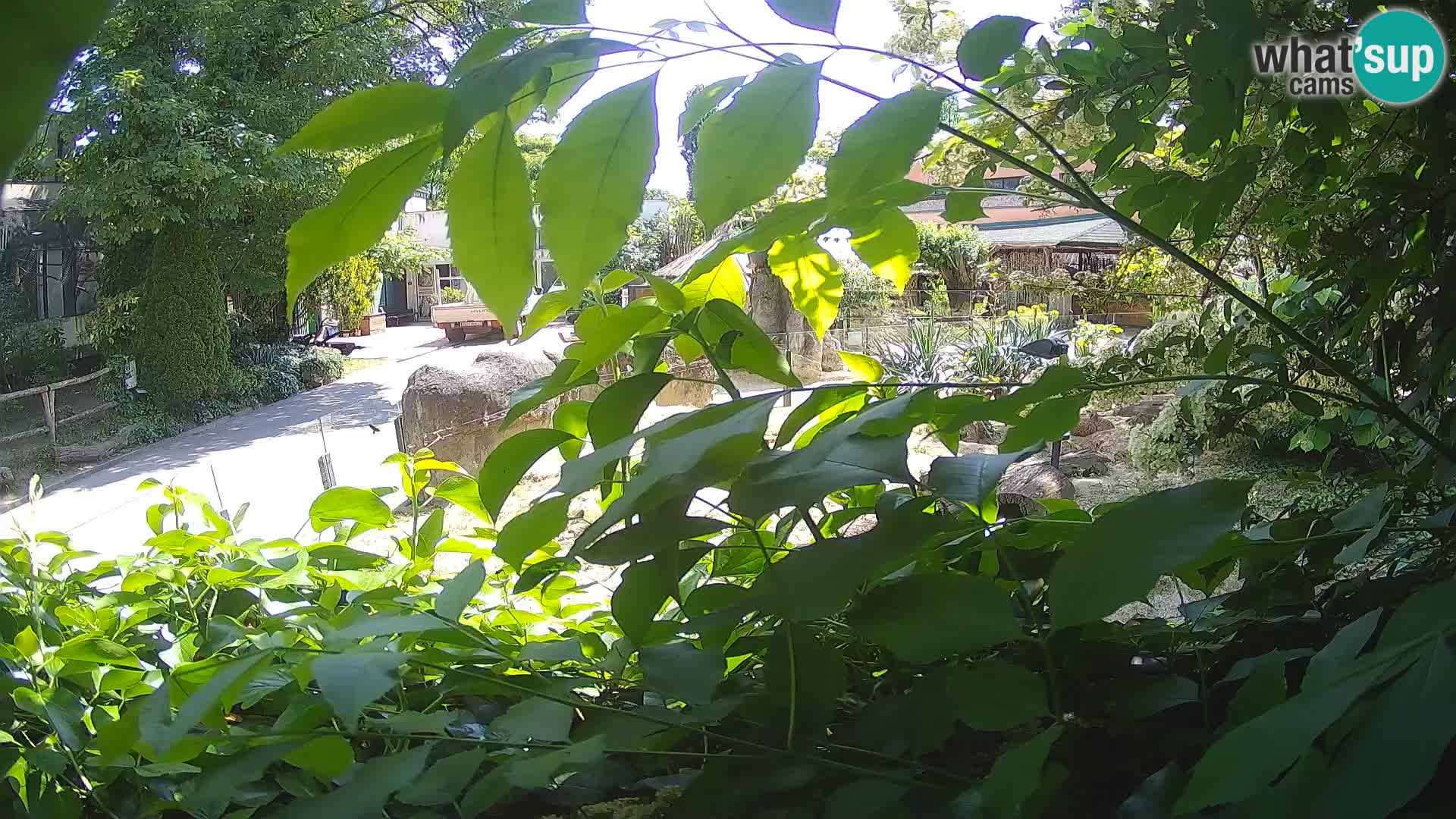 Zoo Zagreb – Meerkat (Suricate)