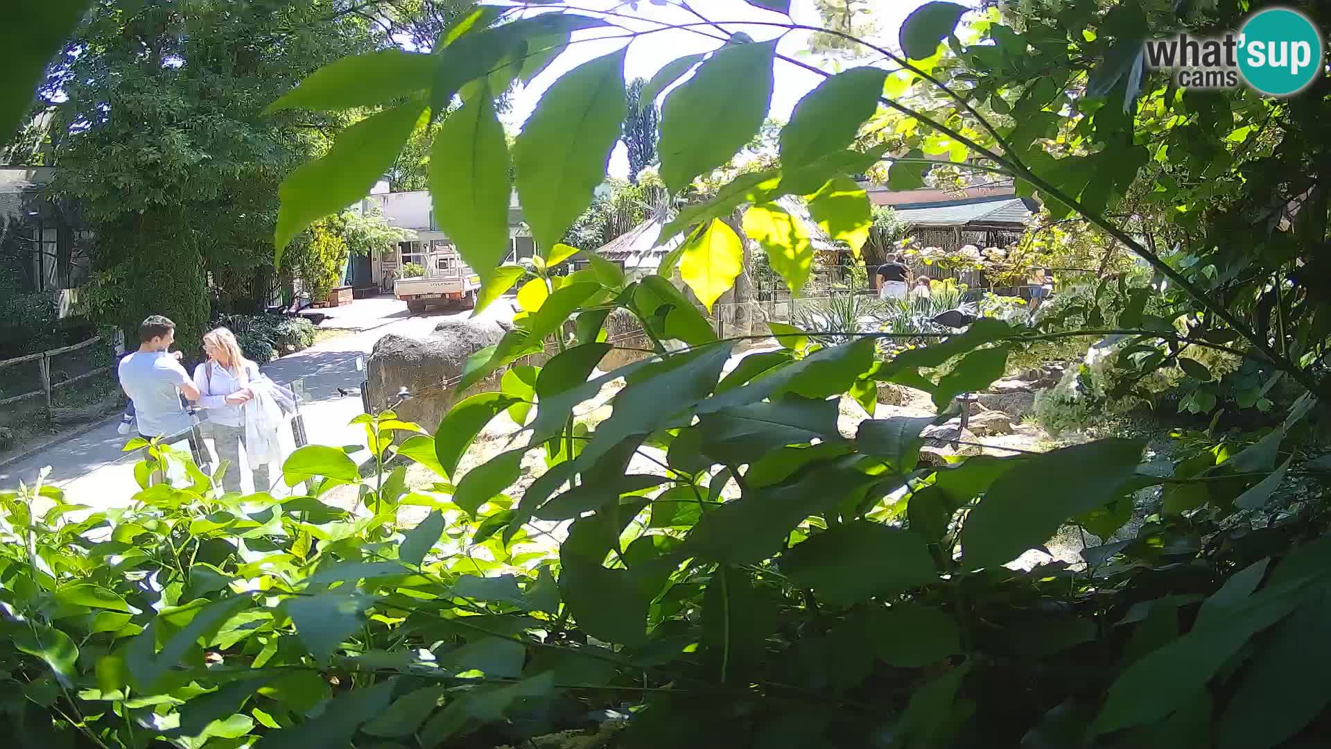 Zoo Zagreb – Surikate