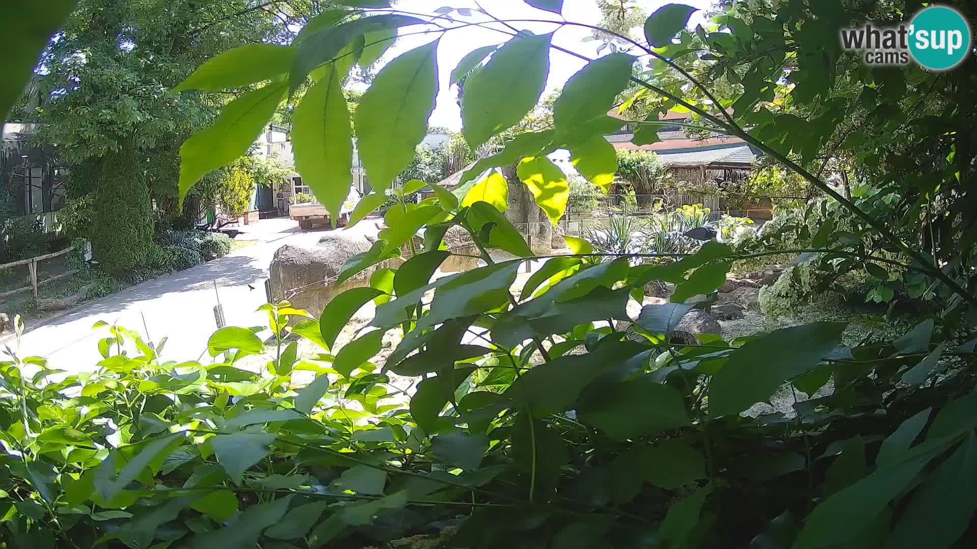 Zoo Zagreb – Suricata