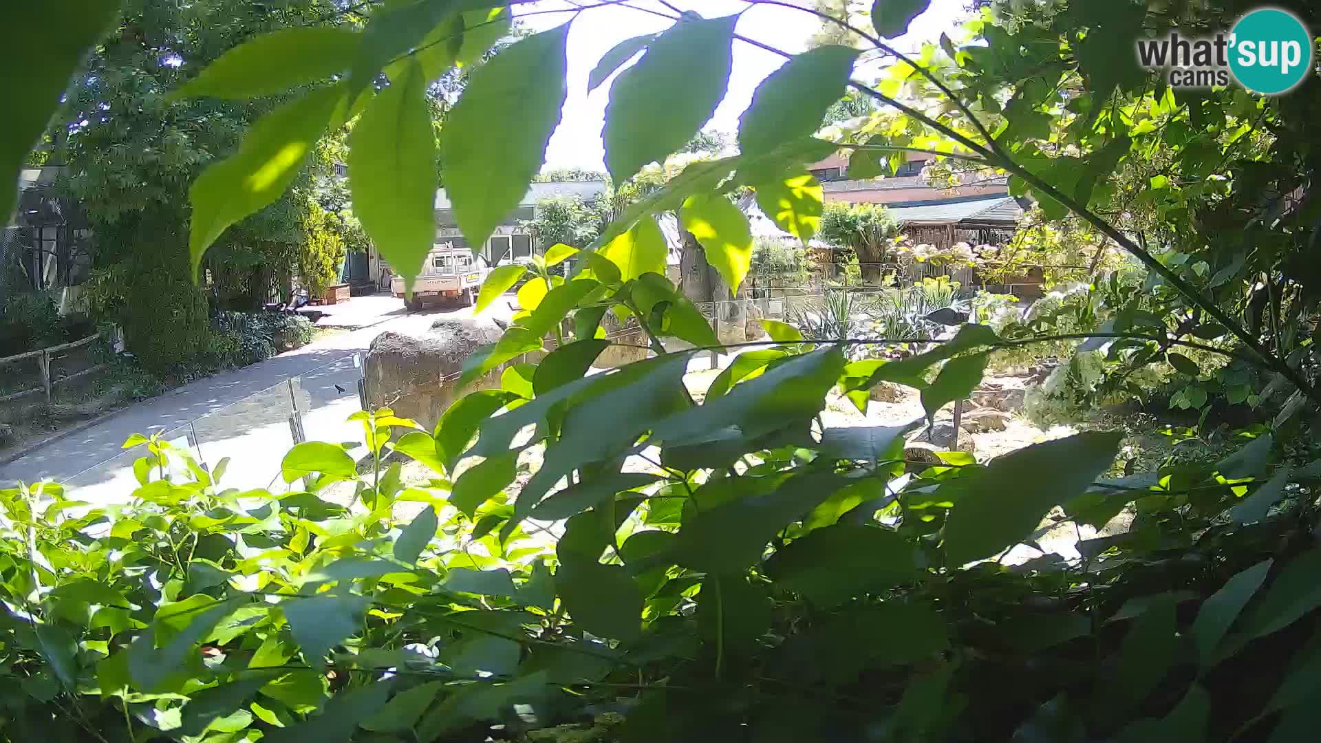 Zoo Zagreb – Merkat