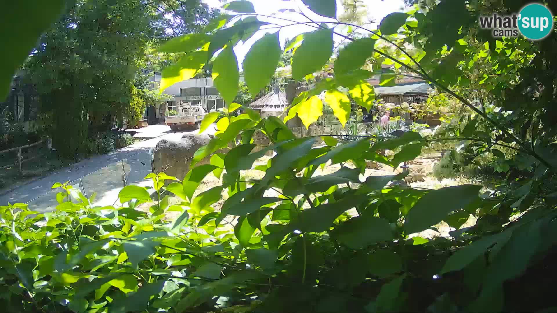 Zoo Zagreb – Surikate