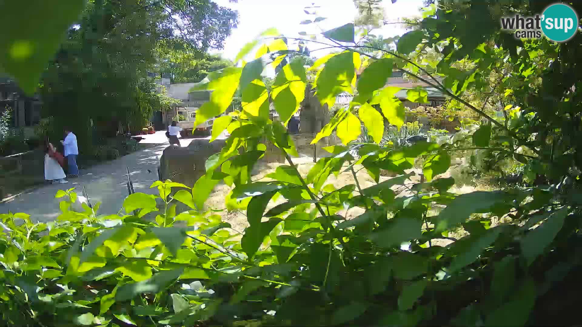 Zoo Zagreb – Surikate