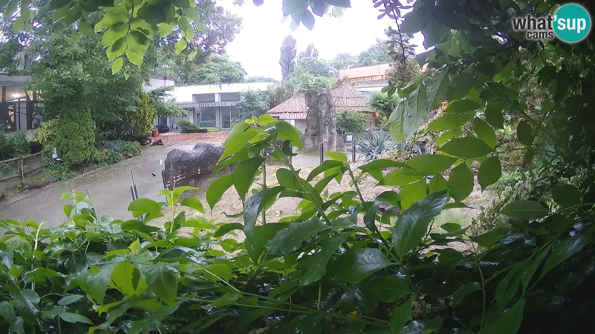 Zoo Zagreb – Meerkat (Suricate)