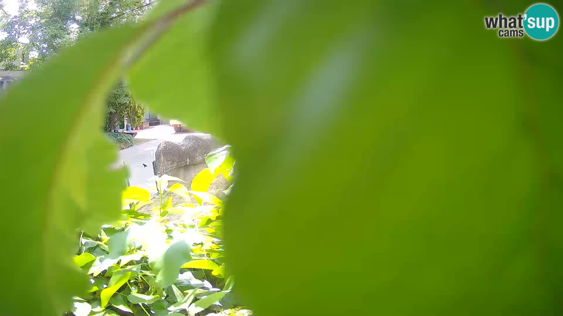Zoo Zagreb – Surikate
