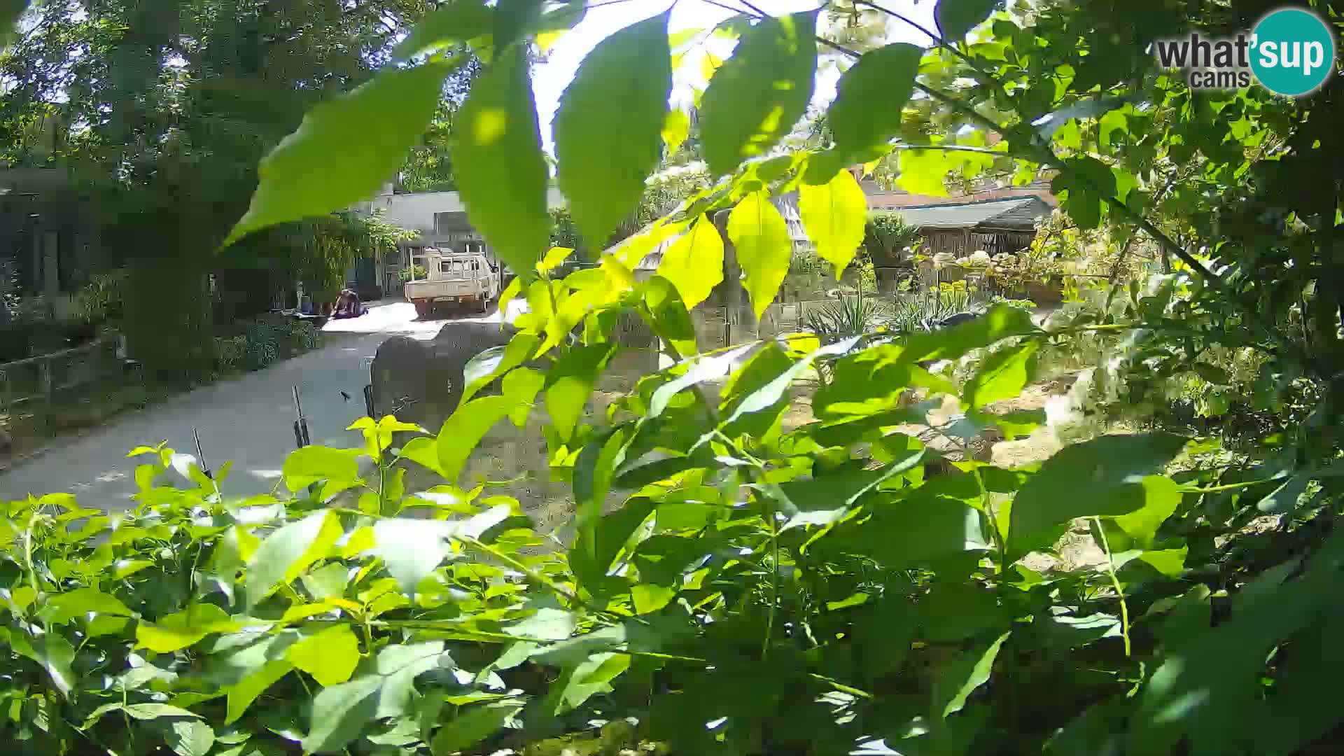 Zoo Zagreb – Erdmännchen