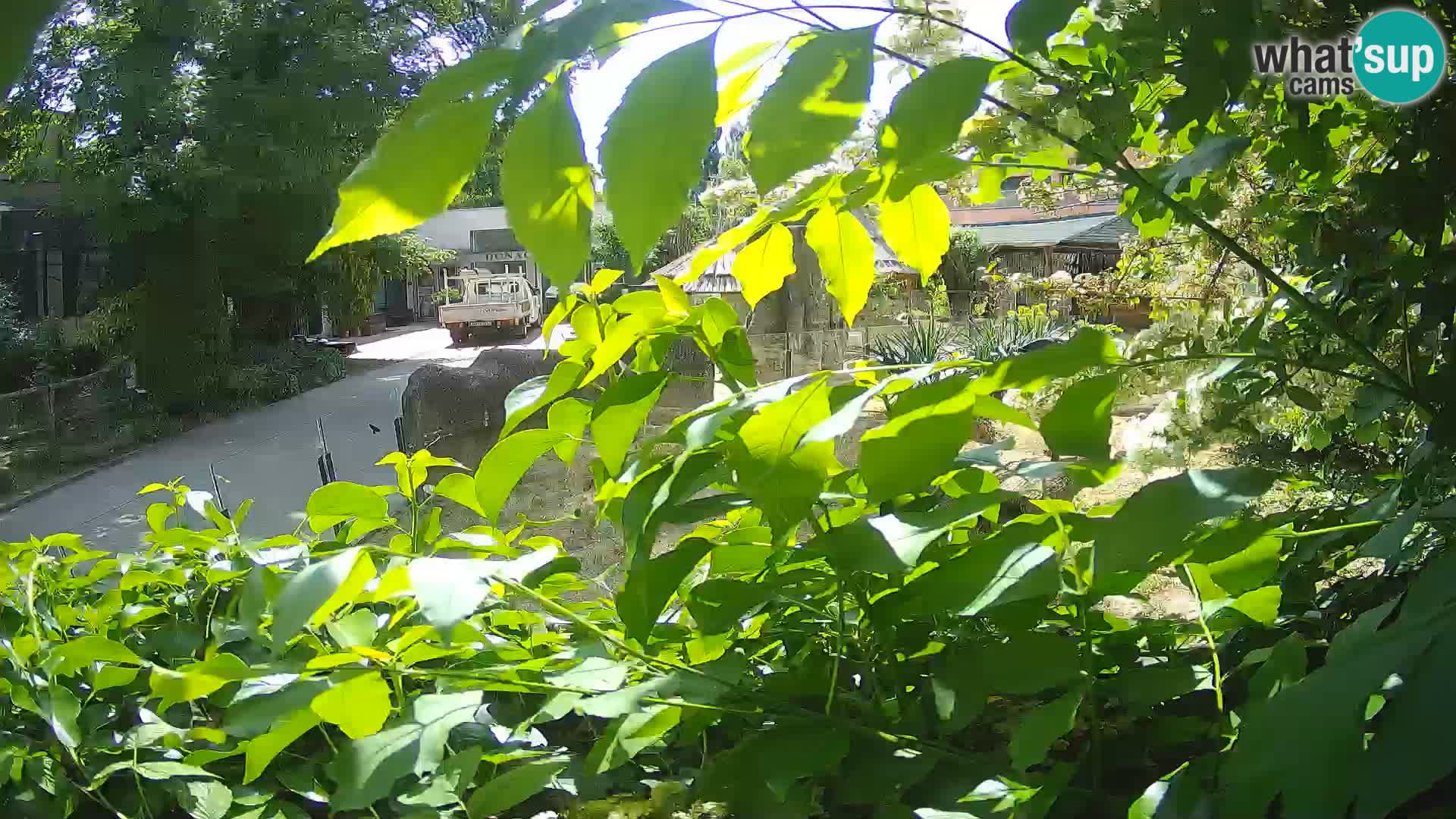 Zoo Zagreb – Merkat