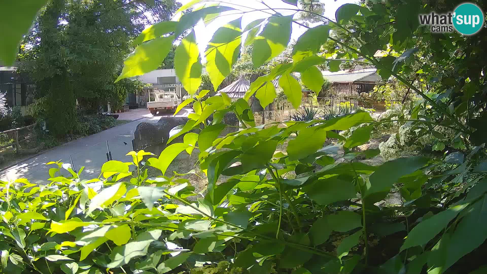 Zoo Zagreb – Merkat