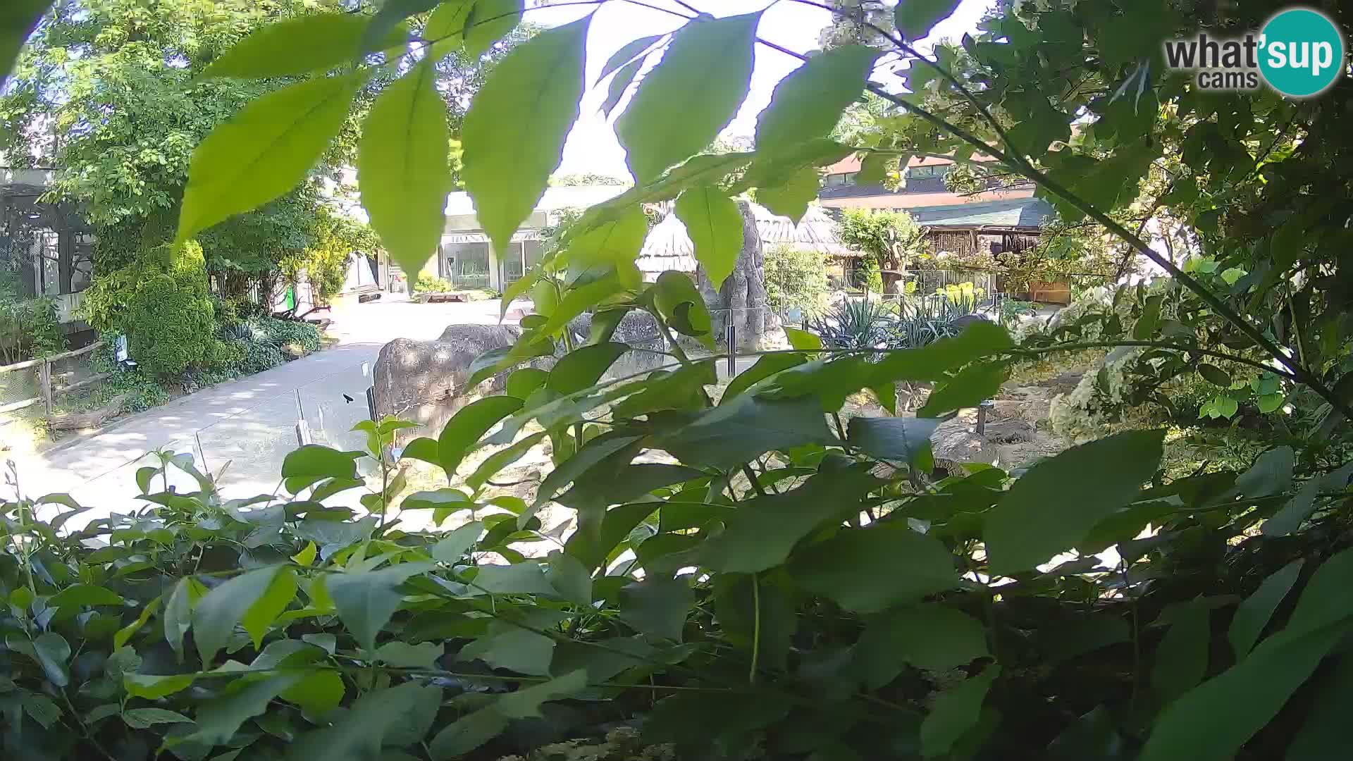 Zoo Zagreb – Surikate