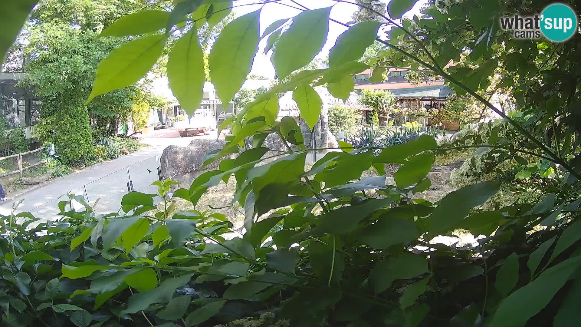 Zoo Zagreb – Suricate