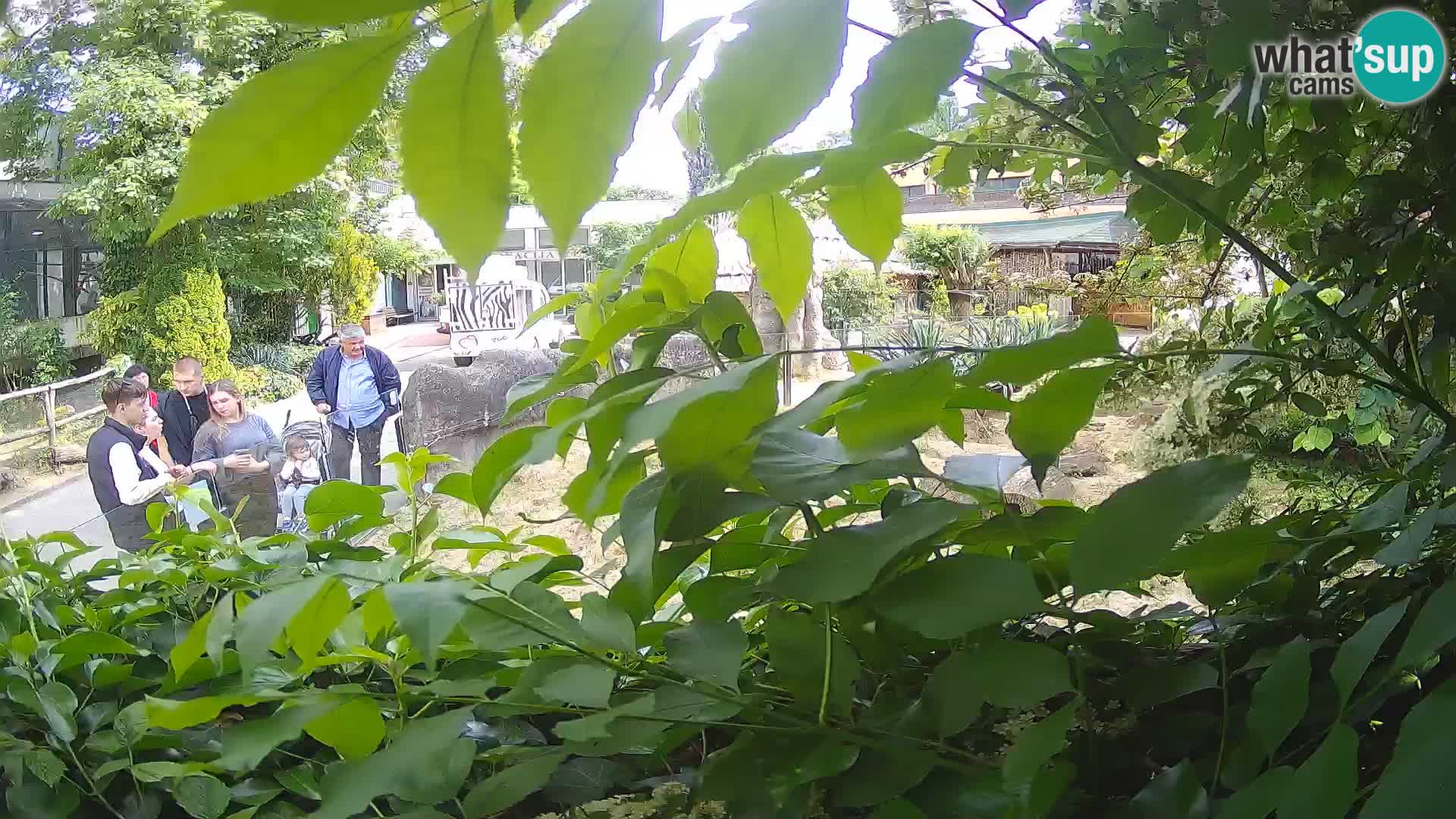 Zoo Zagreb – Suricata